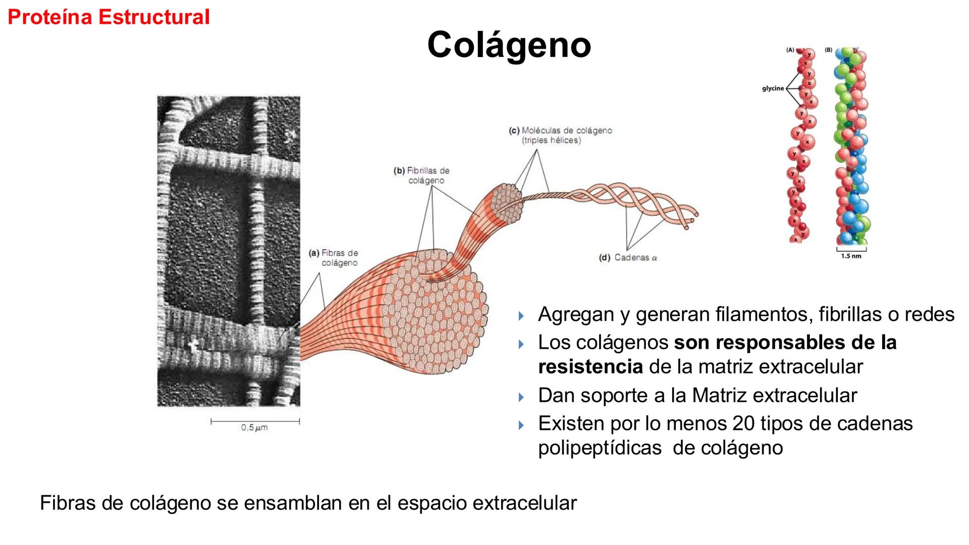 CITOESQUELETO Ribosoma
Retículo
endoplásmico
Membrana
celular
Filamentos
intermedios
Citoesqueleto
Mitocondria
Polisoma
Microtúbulo
Microfil