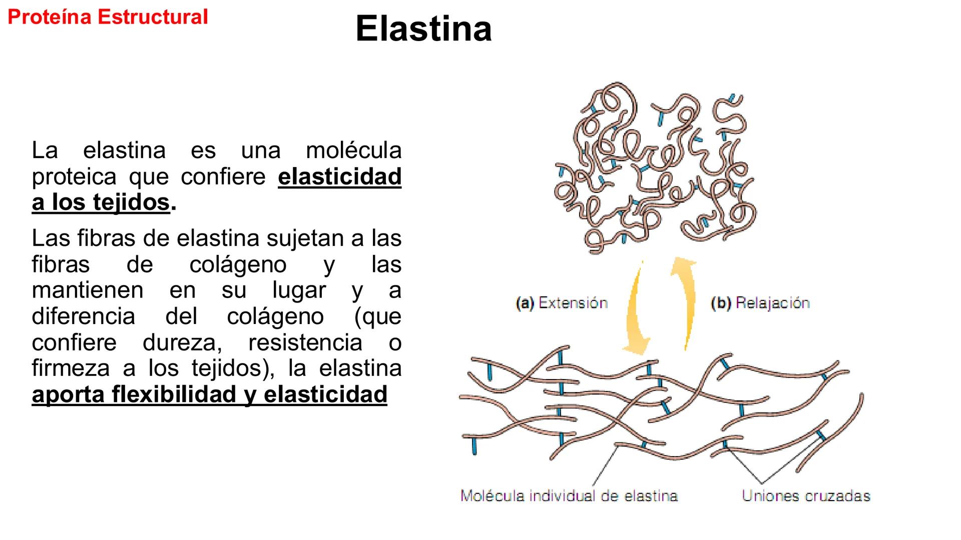 CITOESQUELETO Ribosoma
Retículo
endoplásmico
Membrana
celular
Filamentos
intermedios
Citoesqueleto
Mitocondria
Polisoma
Microtúbulo
Microfil