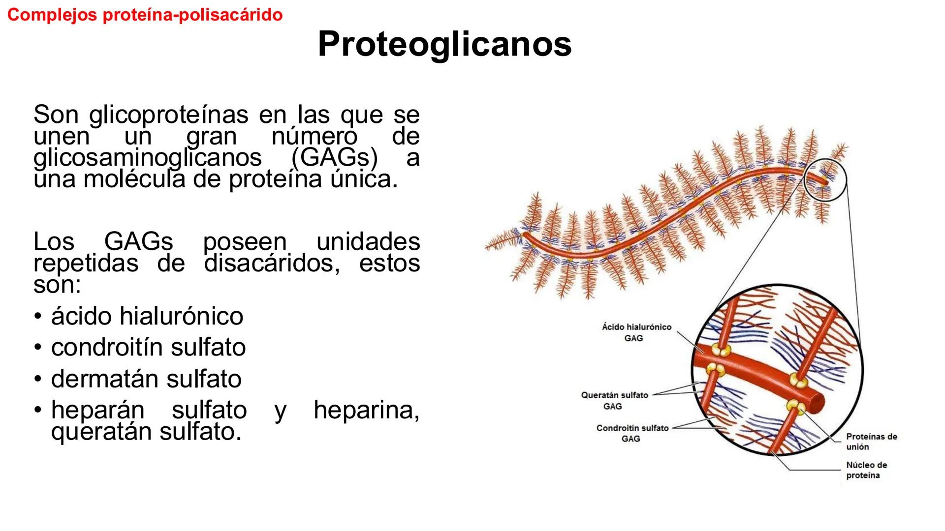 CITOESQUELETO Ribosoma
Retículo
endoplásmico
Membrana
celular
Filamentos
intermedios
Citoesqueleto
Mitocondria
Polisoma
Microtúbulo
Microfil