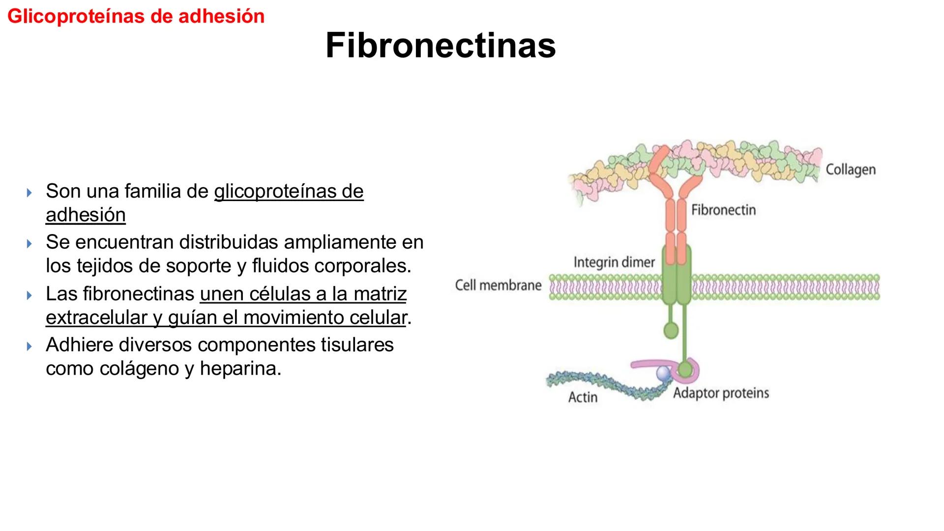 CITOESQUELETO Ribosoma
Retículo
endoplásmico
Membrana
celular
Filamentos
intermedios
Citoesqueleto
Mitocondria
Polisoma
Microtúbulo
Microfil