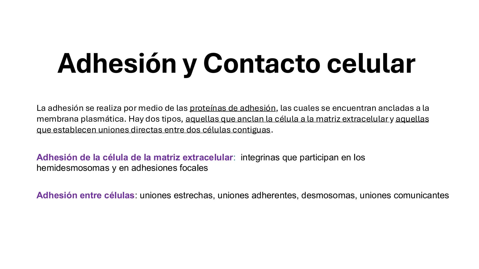 CITOESQUELETO Ribosoma
Retículo
endoplásmico
Membrana
celular
Filamentos
intermedios
Citoesqueleto
Mitocondria
Polisoma
Microtúbulo
Microfil
