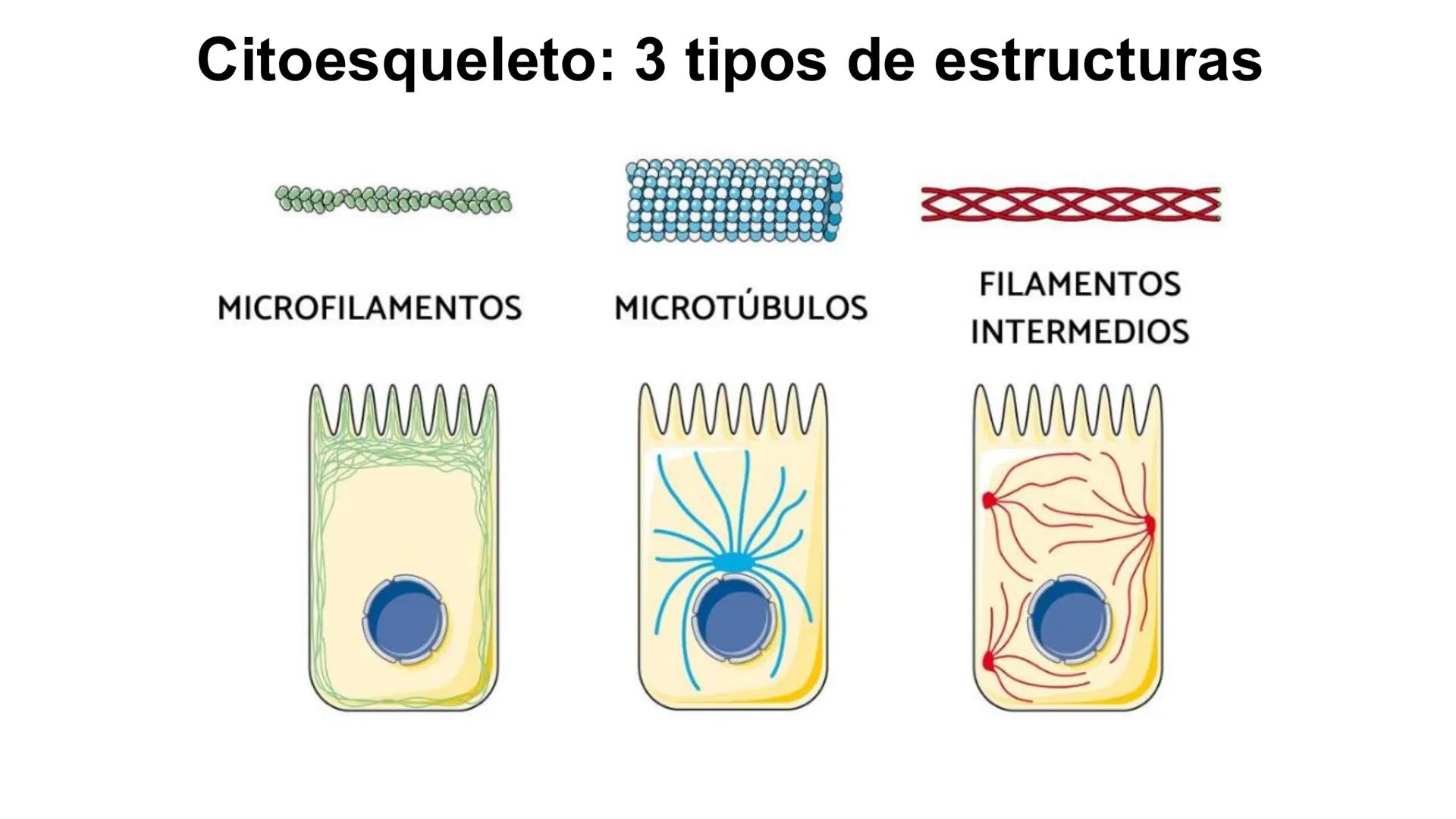 CITOESQUELETO Ribosoma
Retículo
endoplásmico
Membrana
celular
Filamentos
intermedios
Citoesqueleto
Mitocondria
Polisoma
Microtúbulo
Microfil