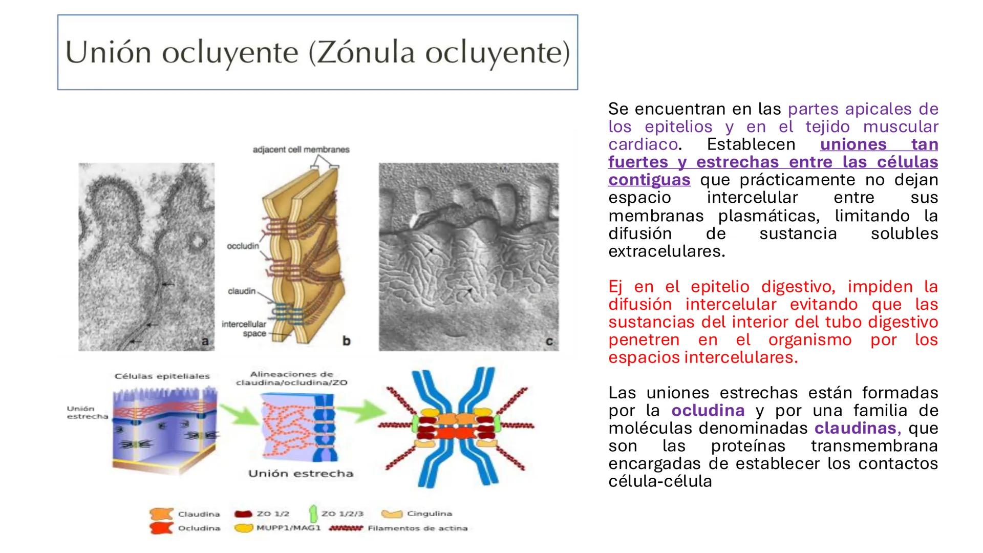 CITOESQUELETO Ribosoma
Retículo
endoplásmico
Membrana
celular
Filamentos
intermedios
Citoesqueleto
Mitocondria
Polisoma
Microtúbulo
Microfil