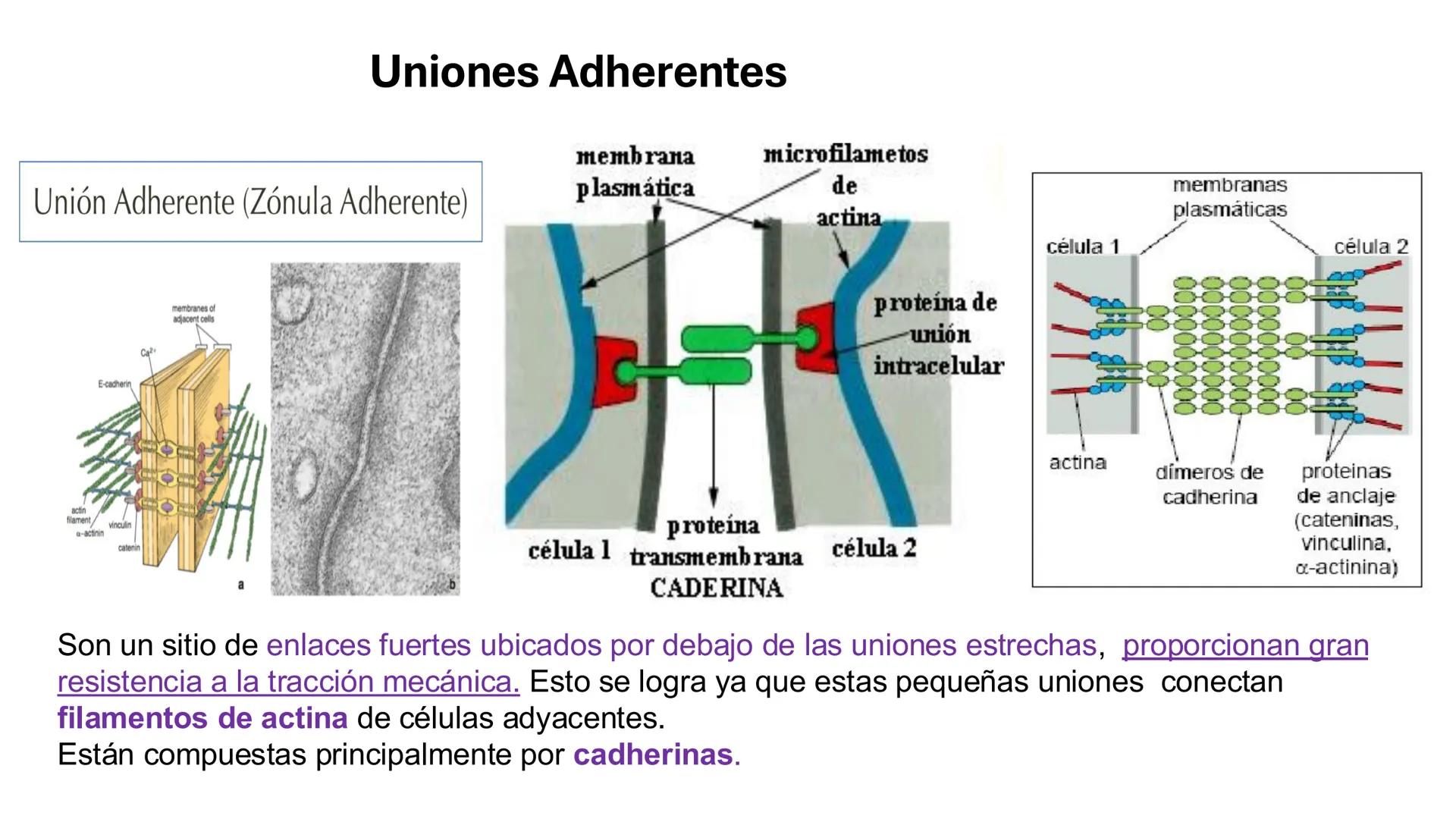 CITOESQUELETO Ribosoma
Retículo
endoplásmico
Membrana
celular
Filamentos
intermedios
Citoesqueleto
Mitocondria
Polisoma
Microtúbulo
Microfil
