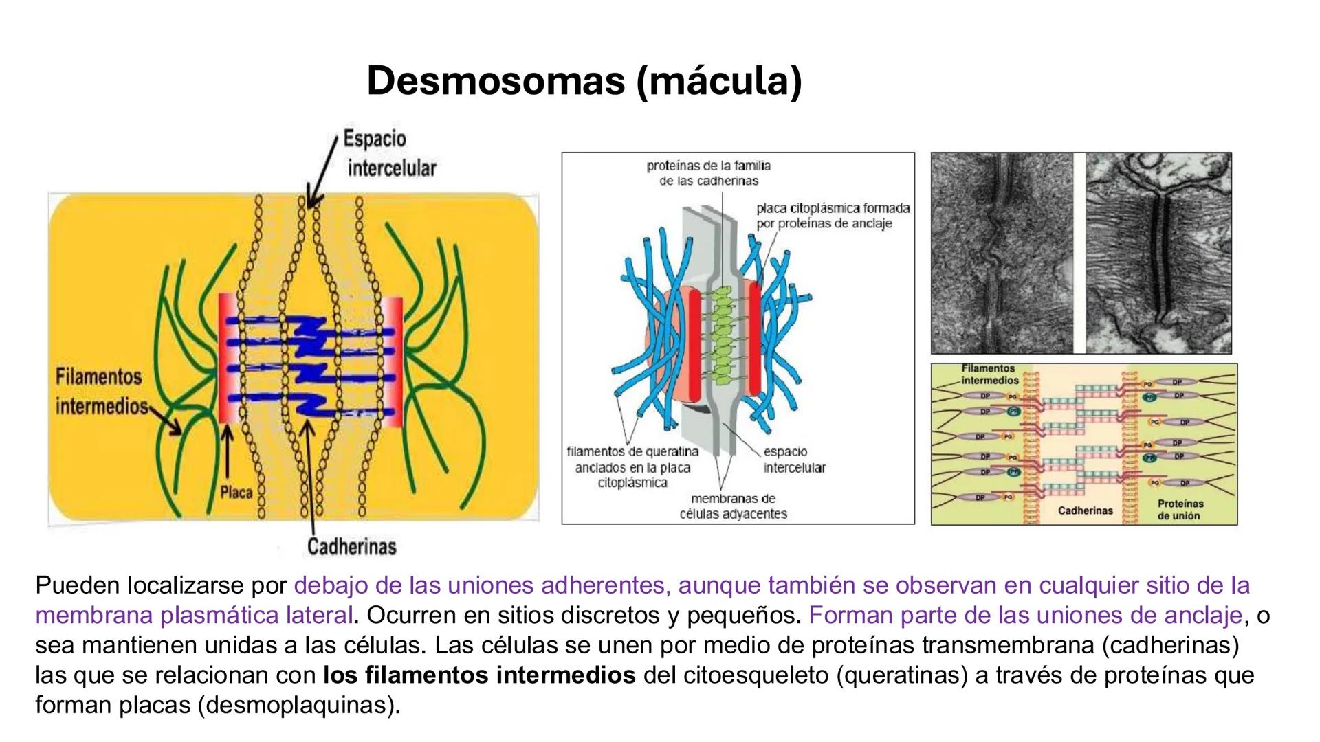 CITOESQUELETO Ribosoma
Retículo
endoplásmico
Membrana
celular
Filamentos
intermedios
Citoesqueleto
Mitocondria
Polisoma
Microtúbulo
Microfil