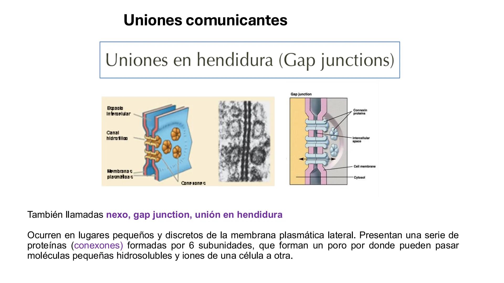 CITOESQUELETO Ribosoma
Retículo
endoplásmico
Membrana
celular
Filamentos
intermedios
Citoesqueleto
Mitocondria
Polisoma
Microtúbulo
Microfil