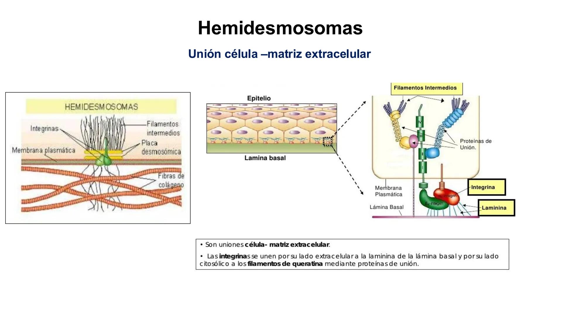 CITOESQUELETO Ribosoma
Retículo
endoplásmico
Membrana
celular
Filamentos
intermedios
Citoesqueleto
Mitocondria
Polisoma
Microtúbulo
Microfil