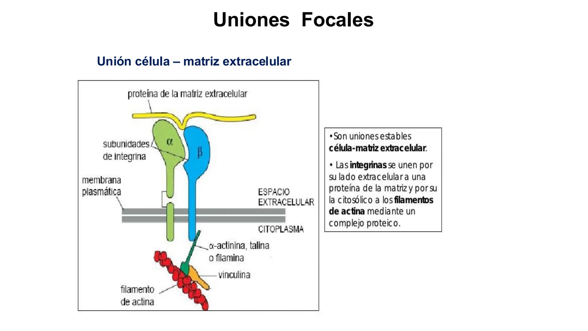 CITOESQUELETO Ribosoma
Retículo
endoplásmico
Membrana
celular
Filamentos
intermedios
Citoesqueleto
Mitocondria
Polisoma
Microtúbulo
Microfil