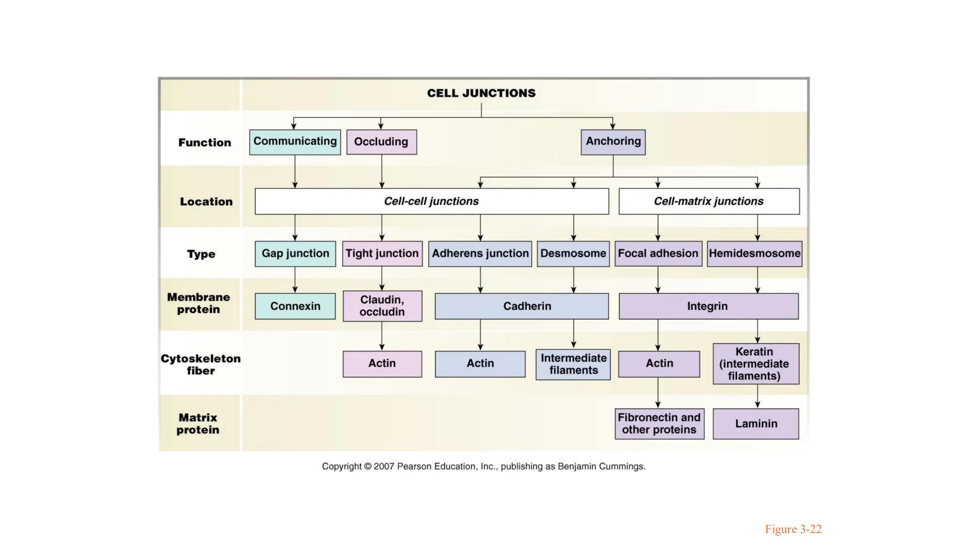 CITOESQUELETO Ribosoma
Retículo
endoplásmico
Membrana
celular
Filamentos
intermedios
Citoesqueleto
Mitocondria
Polisoma
Microtúbulo
Microfil