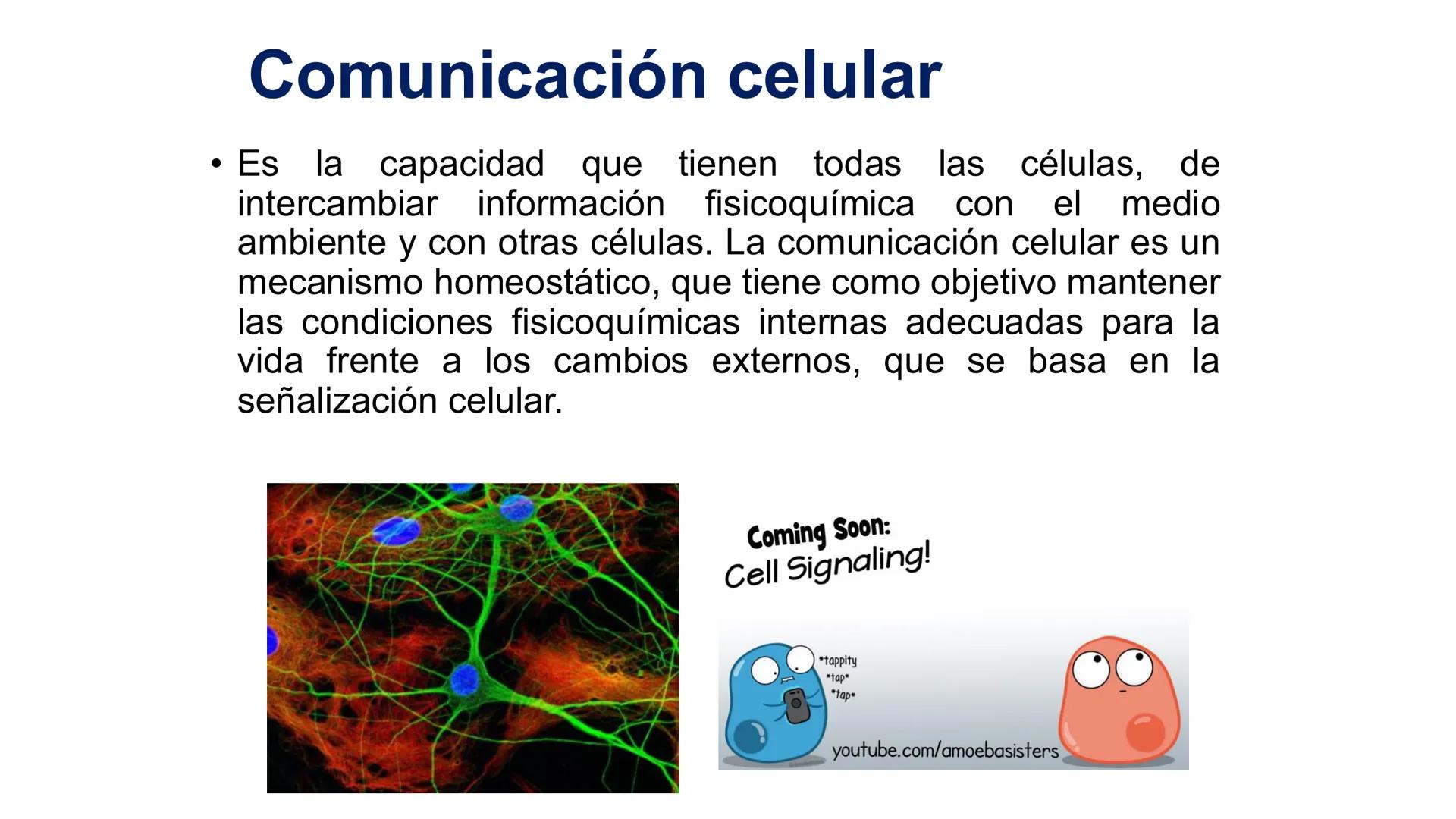 CITOESQUELETO Ribosoma
Retículo
endoplásmico
Membrana
celular
Filamentos
intermedios
Citoesqueleto
Mitocondria
Polisoma
Microtúbulo
Microfil