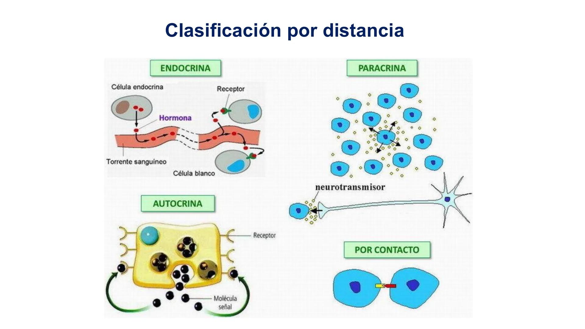 CITOESQUELETO Ribosoma
Retículo
endoplásmico
Membrana
celular
Filamentos
intermedios
Citoesqueleto
Mitocondria
Polisoma
Microtúbulo
Microfil