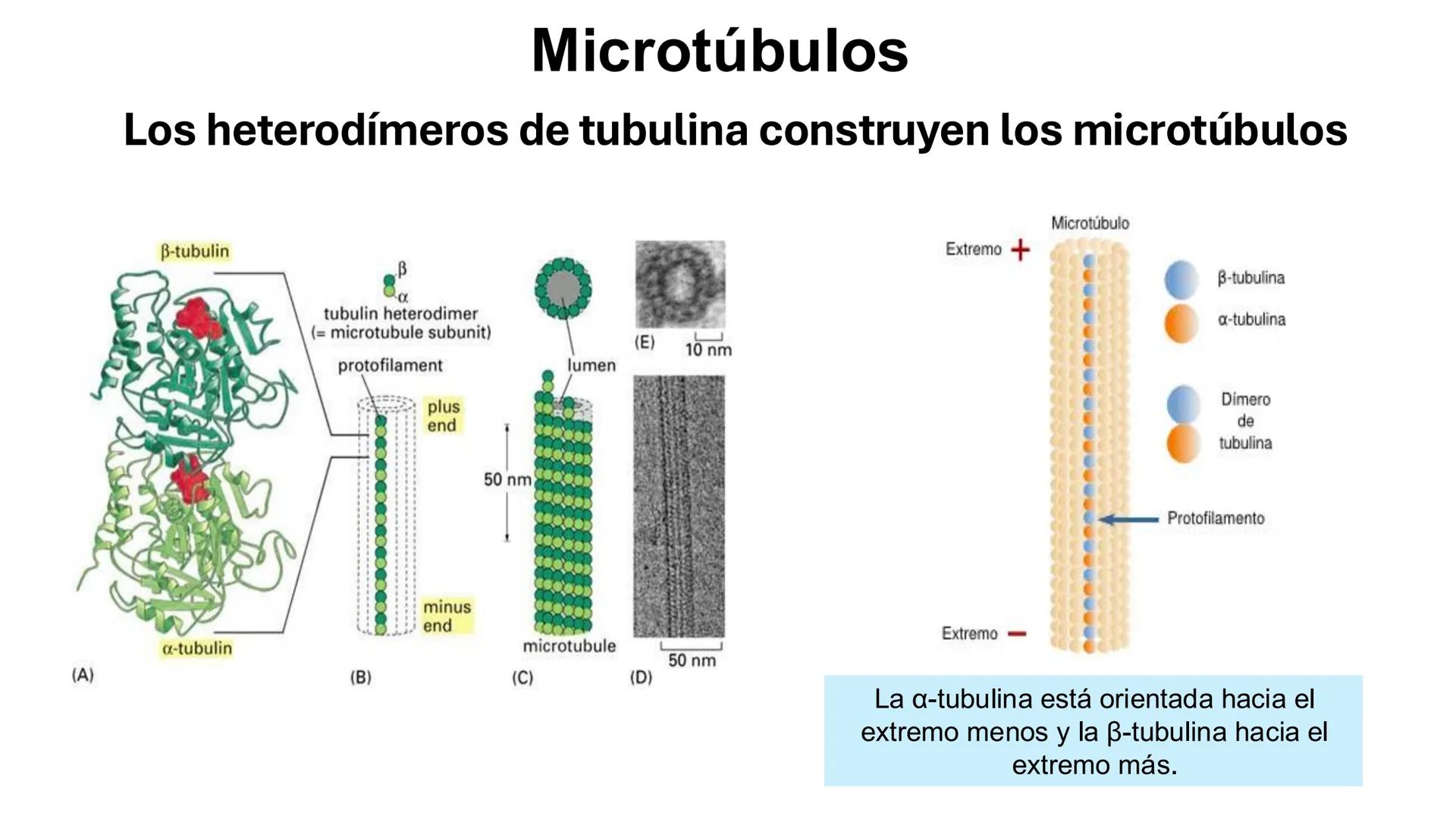 CITOESQUELETO Ribosoma
Retículo
endoplásmico
Membrana
celular
Filamentos
intermedios
Citoesqueleto
Mitocondria
Polisoma
Microtúbulo
Microfil