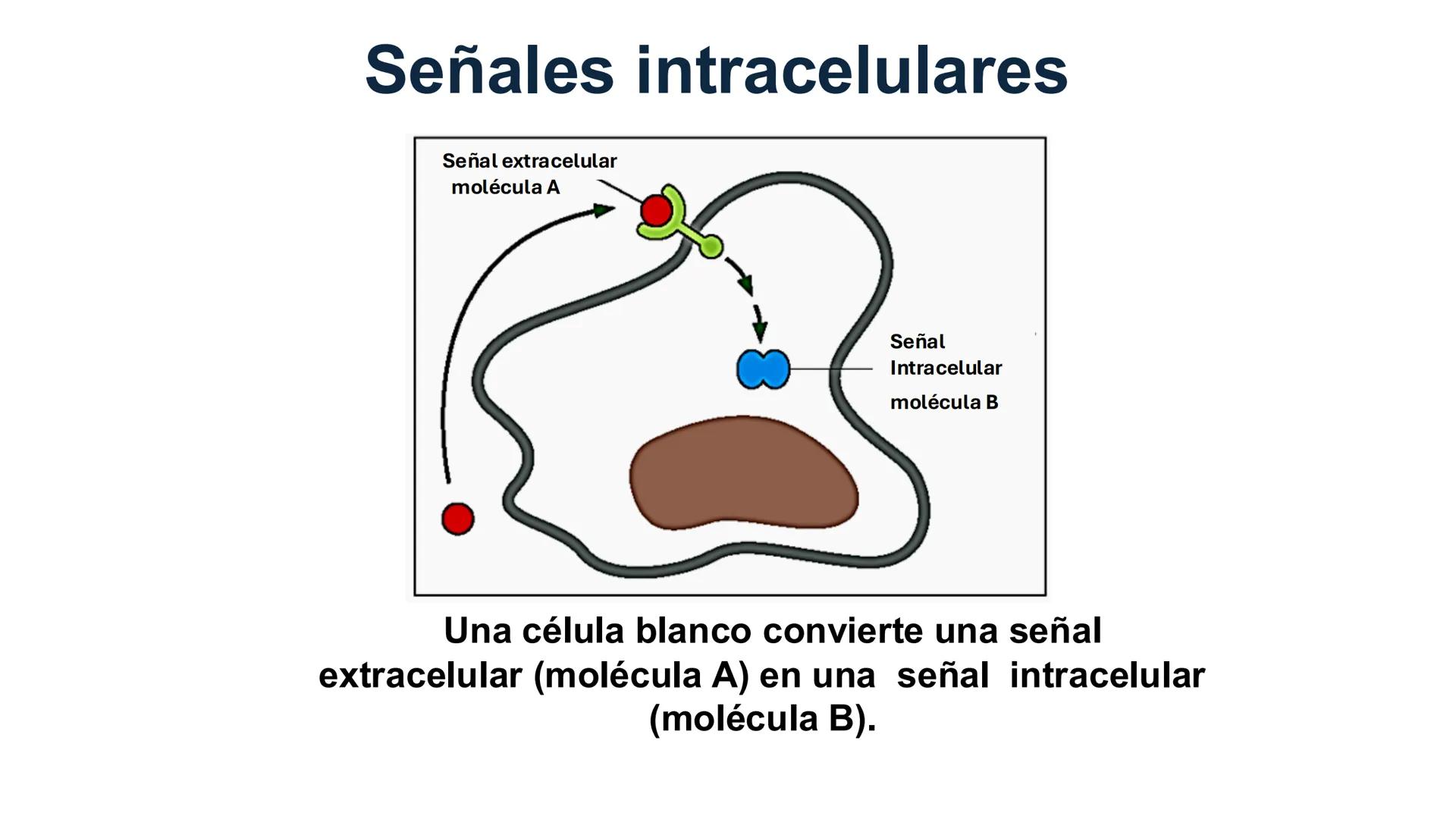 CITOESQUELETO Ribosoma
Retículo
endoplásmico
Membrana
celular
Filamentos
intermedios
Citoesqueleto
Mitocondria
Polisoma
Microtúbulo
Microfil