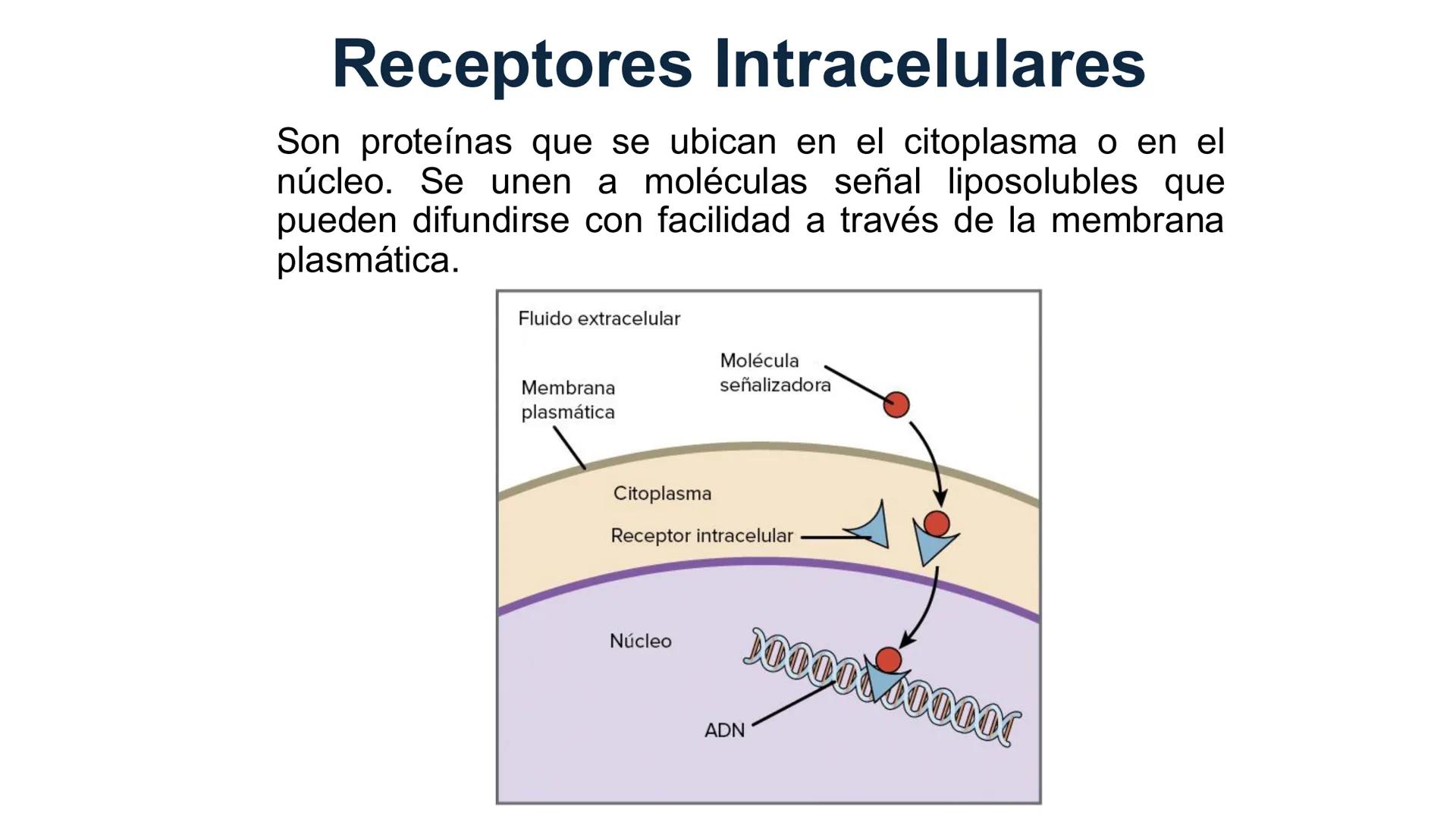 CITOESQUELETO Ribosoma
Retículo
endoplásmico
Membrana
celular
Filamentos
intermedios
Citoesqueleto
Mitocondria
Polisoma
Microtúbulo
Microfil