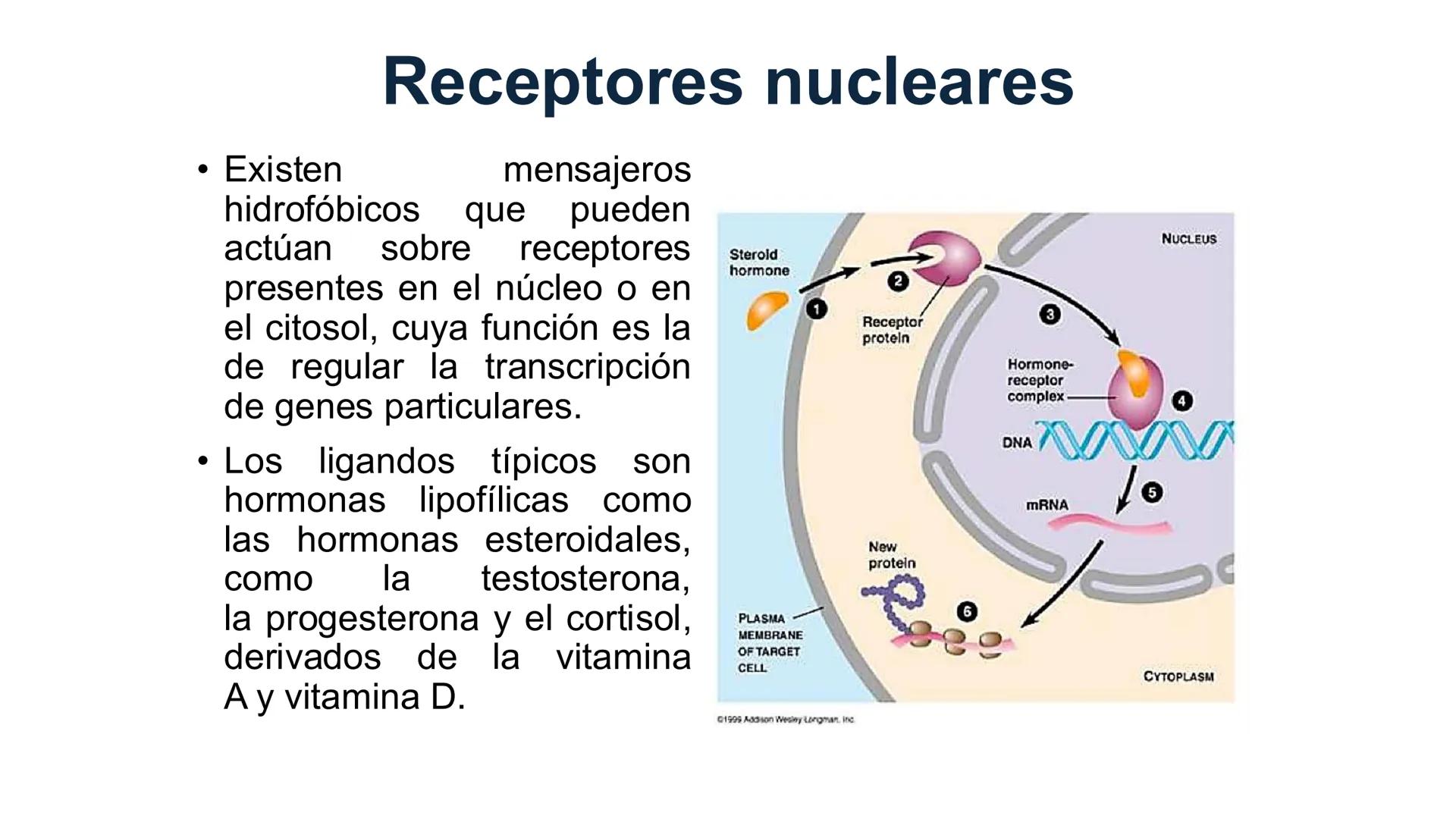 CITOESQUELETO Ribosoma
Retículo
endoplásmico
Membrana
celular
Filamentos
intermedios
Citoesqueleto
Mitocondria
Polisoma
Microtúbulo
Microfil