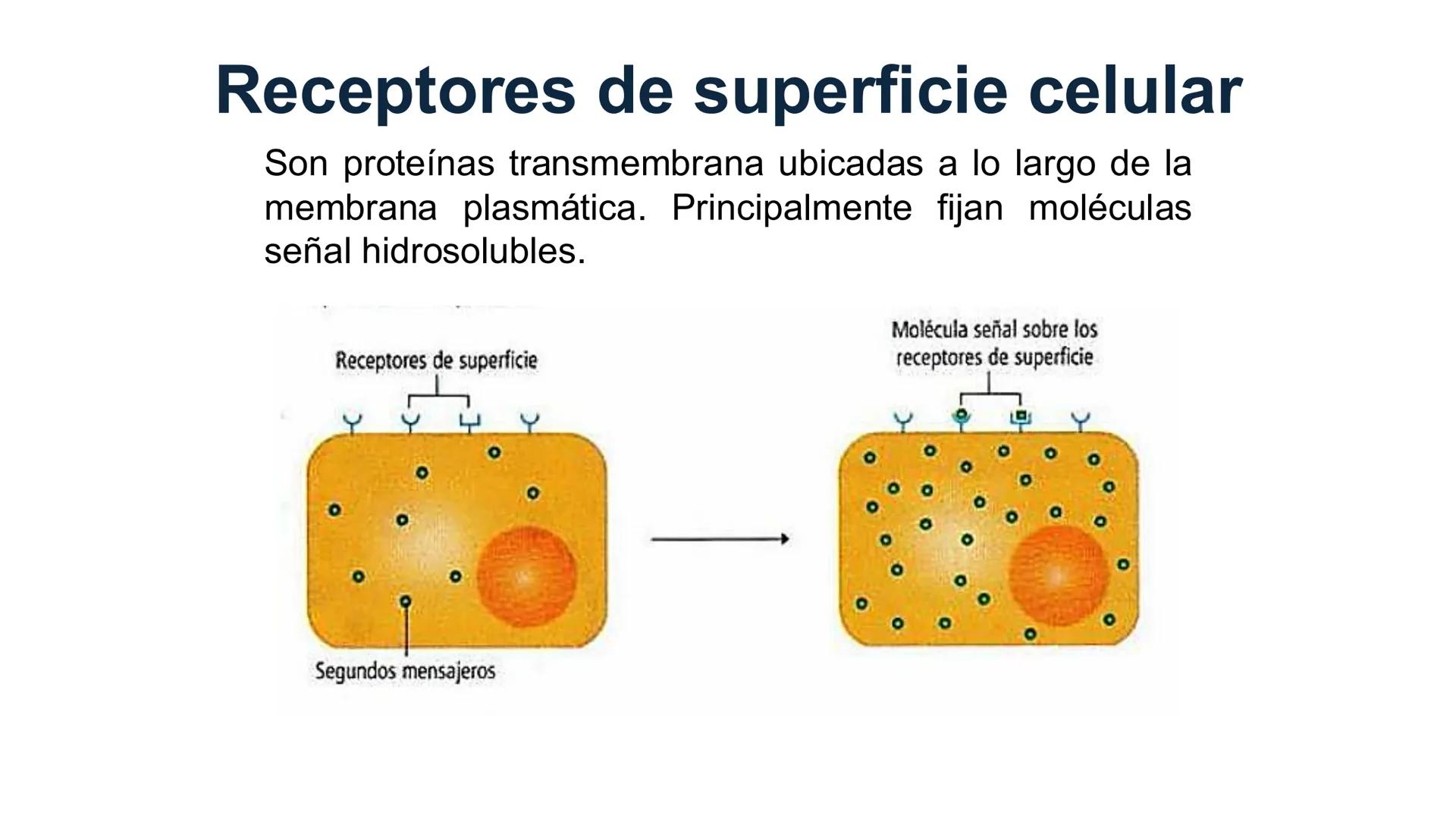 CITOESQUELETO Ribosoma
Retículo
endoplásmico
Membrana
celular
Filamentos
intermedios
Citoesqueleto
Mitocondria
Polisoma
Microtúbulo
Microfil