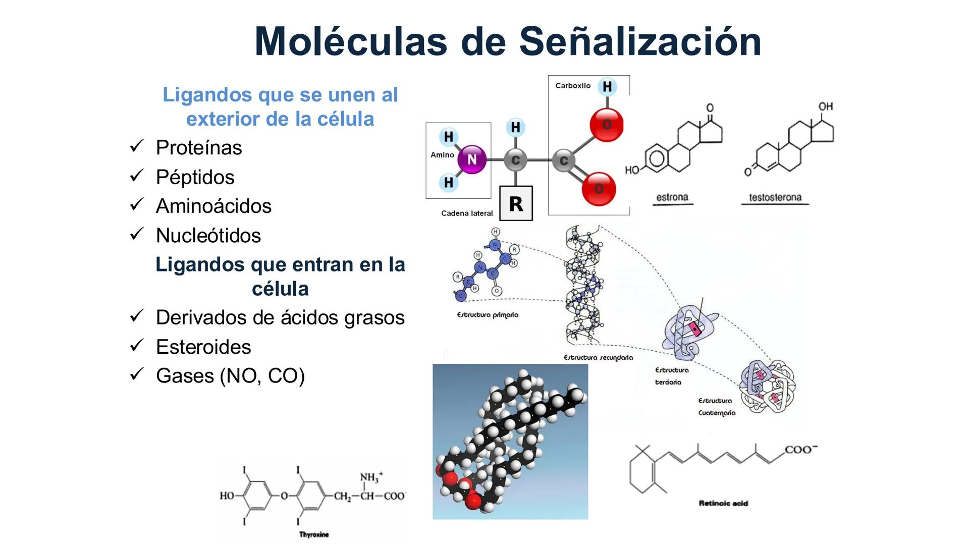 CITOESQUELETO Ribosoma
Retículo
endoplásmico
Membrana
celular
Filamentos
intermedios
Citoesqueleto
Mitocondria
Polisoma
Microtúbulo
Microfil