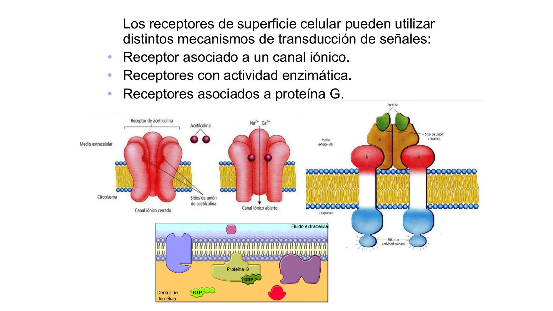 CITOESQUELETO Ribosoma
Retículo
endoplásmico
Membrana
celular
Filamentos
intermedios
Citoesqueleto
Mitocondria
Polisoma
Microtúbulo
Microfil