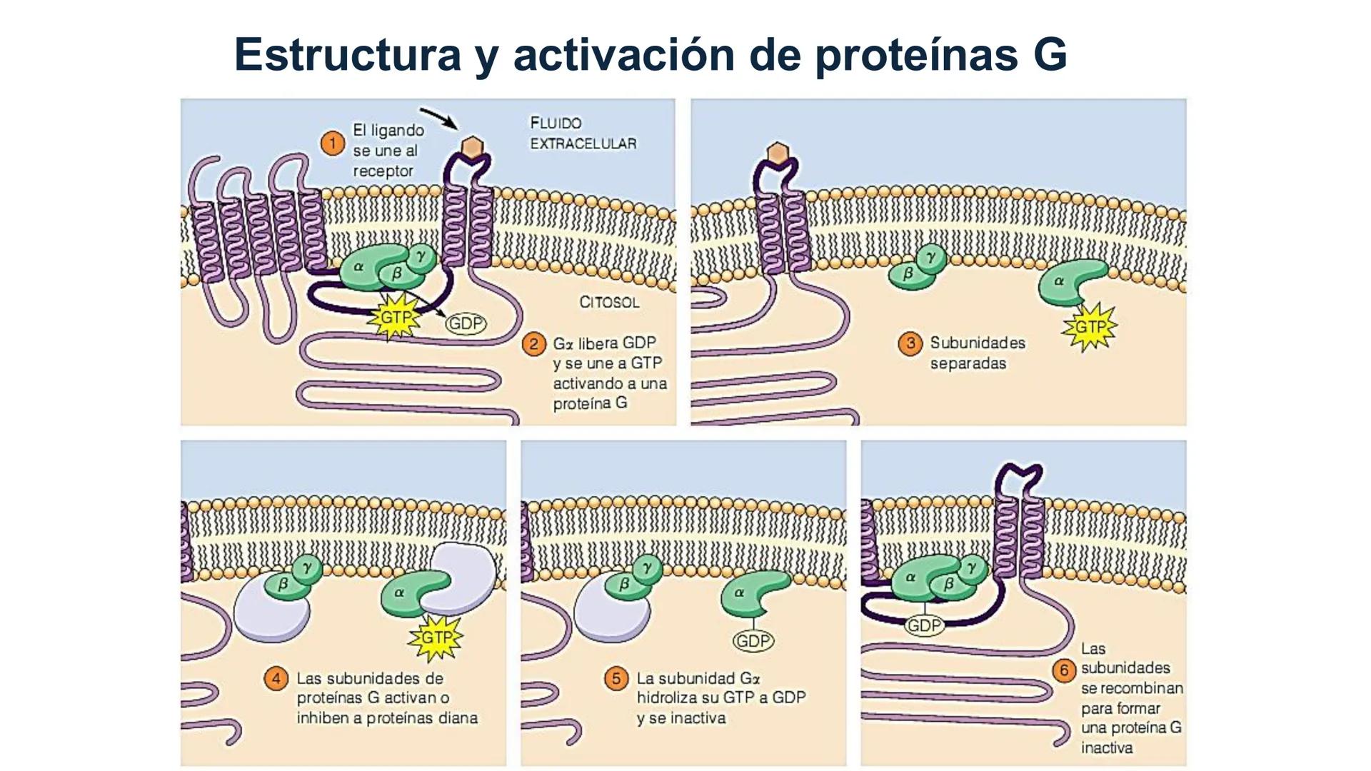 CITOESQUELETO Ribosoma
Retículo
endoplásmico
Membrana
celular
Filamentos
intermedios
Citoesqueleto
Mitocondria
Polisoma
Microtúbulo
Microfil