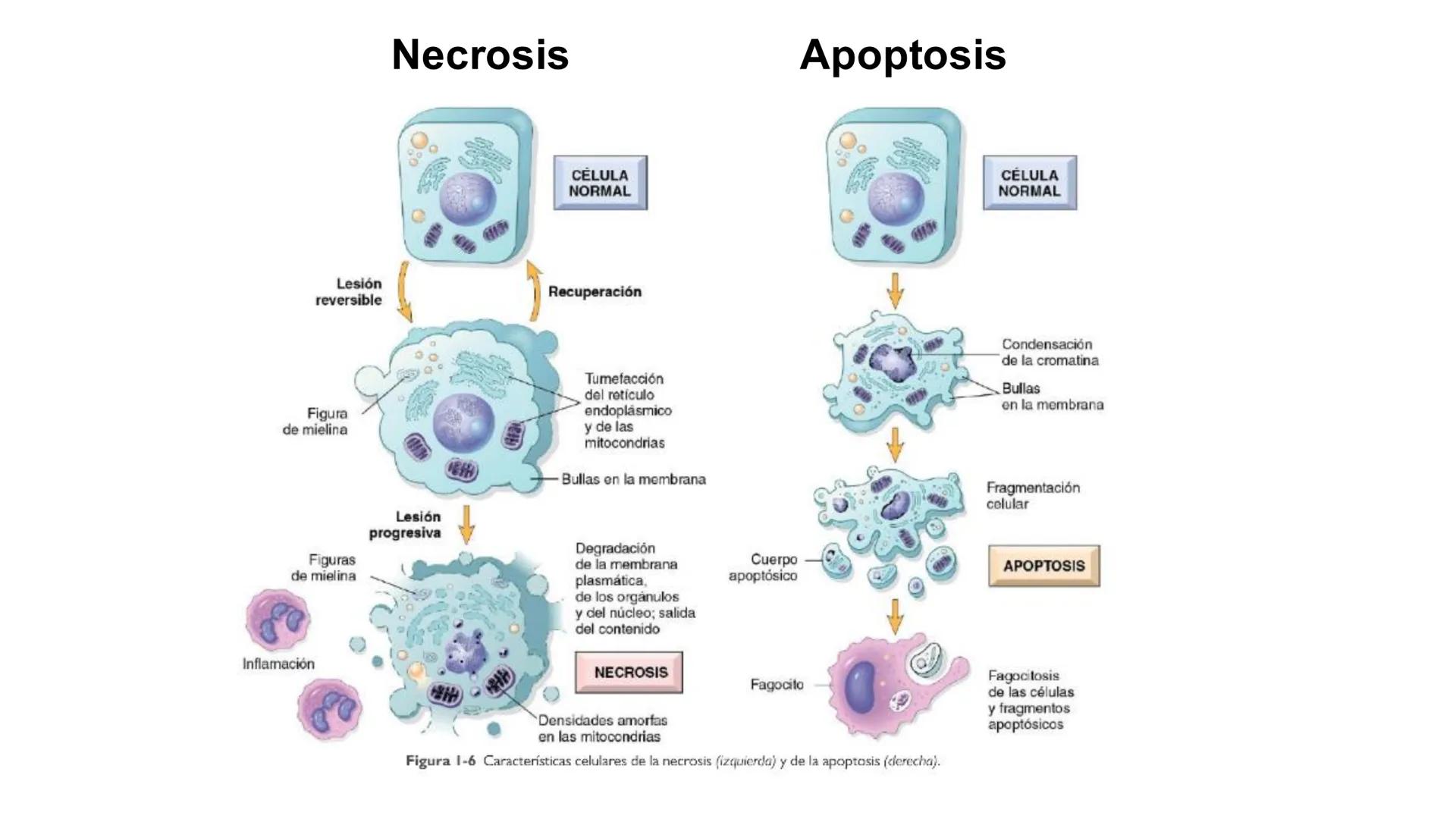 CITOESQUELETO Ribosoma
Retículo
endoplásmico
Membrana
celular
Filamentos
intermedios
Citoesqueleto
Mitocondria
Polisoma
Microtúbulo
Microfil