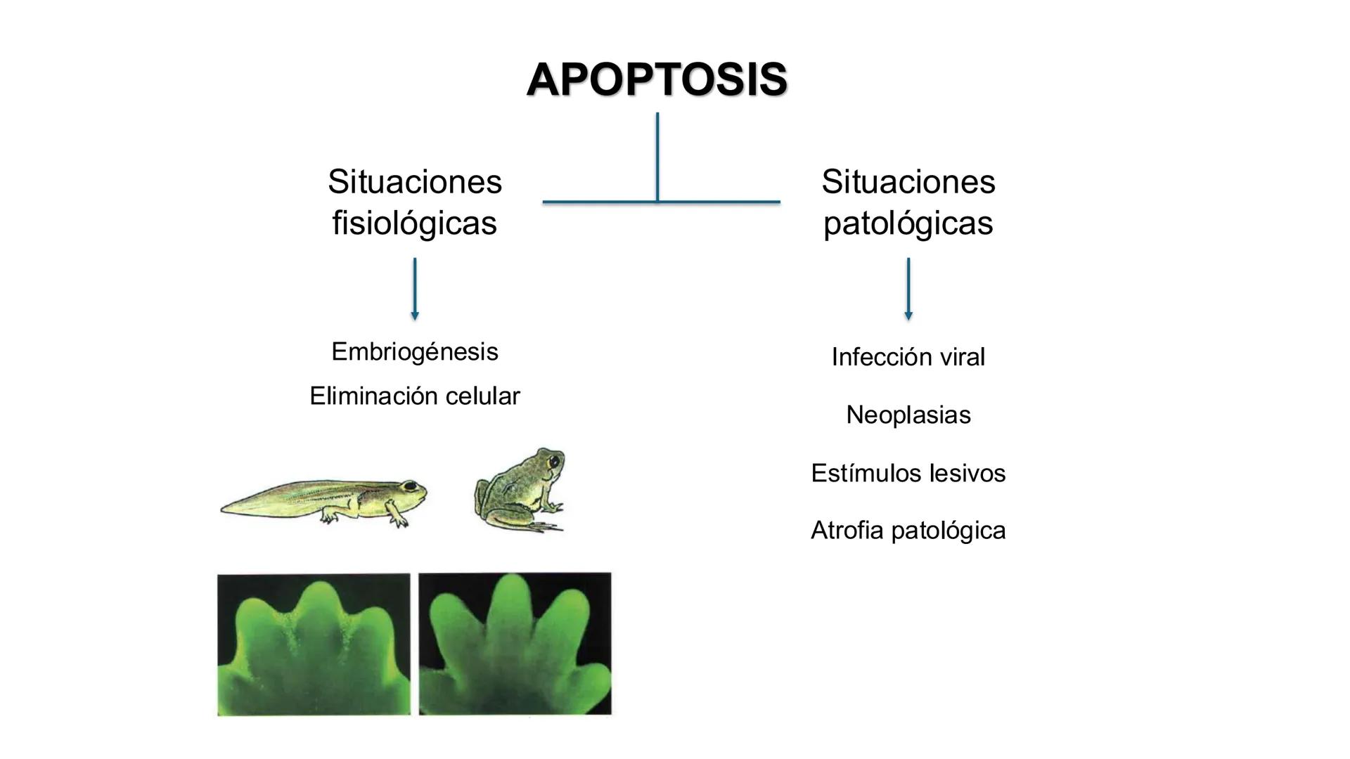 CITOESQUELETO Ribosoma
Retículo
endoplásmico
Membrana
celular
Filamentos
intermedios
Citoesqueleto
Mitocondria
Polisoma
Microtúbulo
Microfil