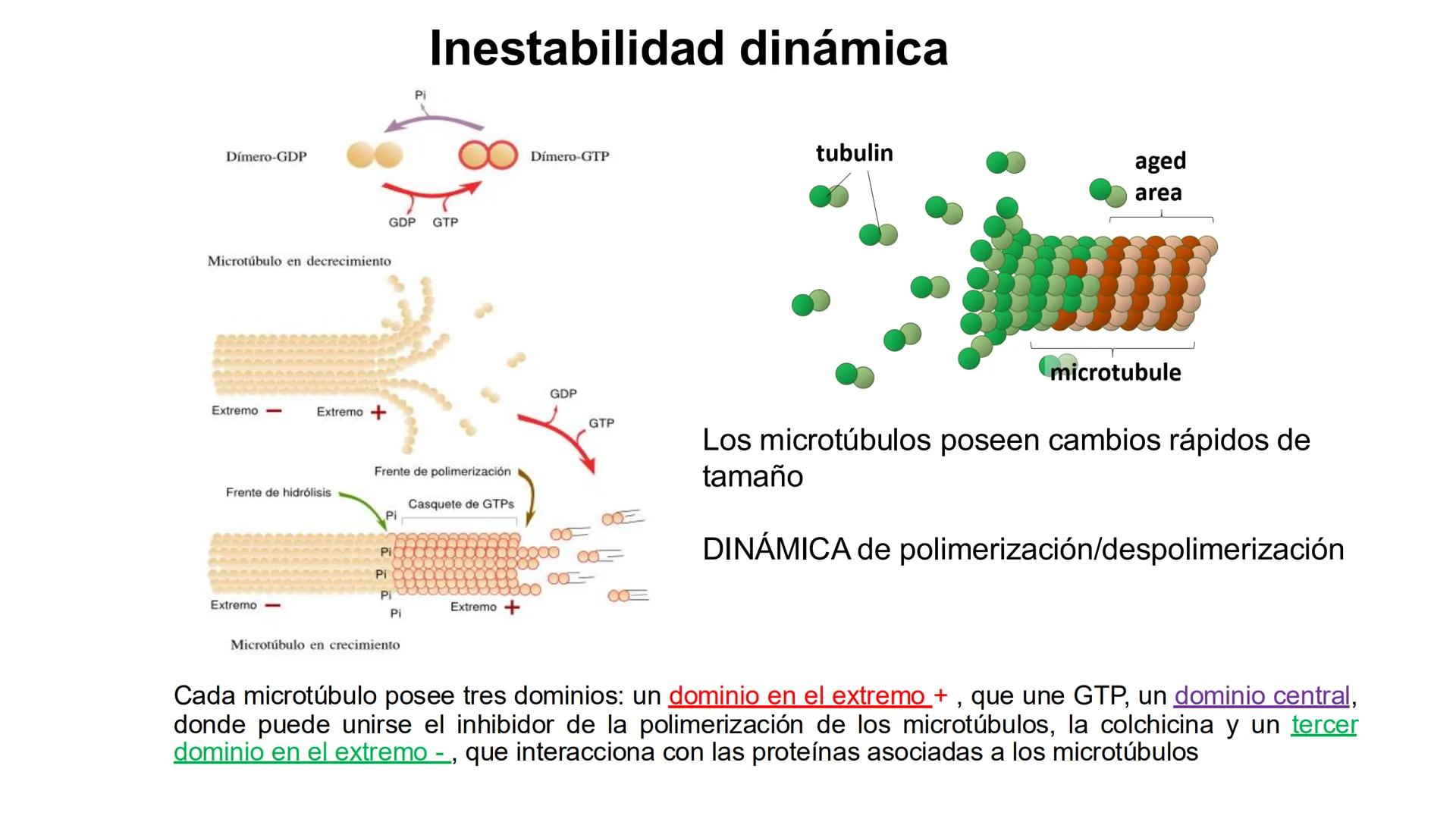CITOESQUELETO Ribosoma
Retículo
endoplásmico
Membrana
celular
Filamentos
intermedios
Citoesqueleto
Mitocondria
Polisoma
Microtúbulo
Microfil