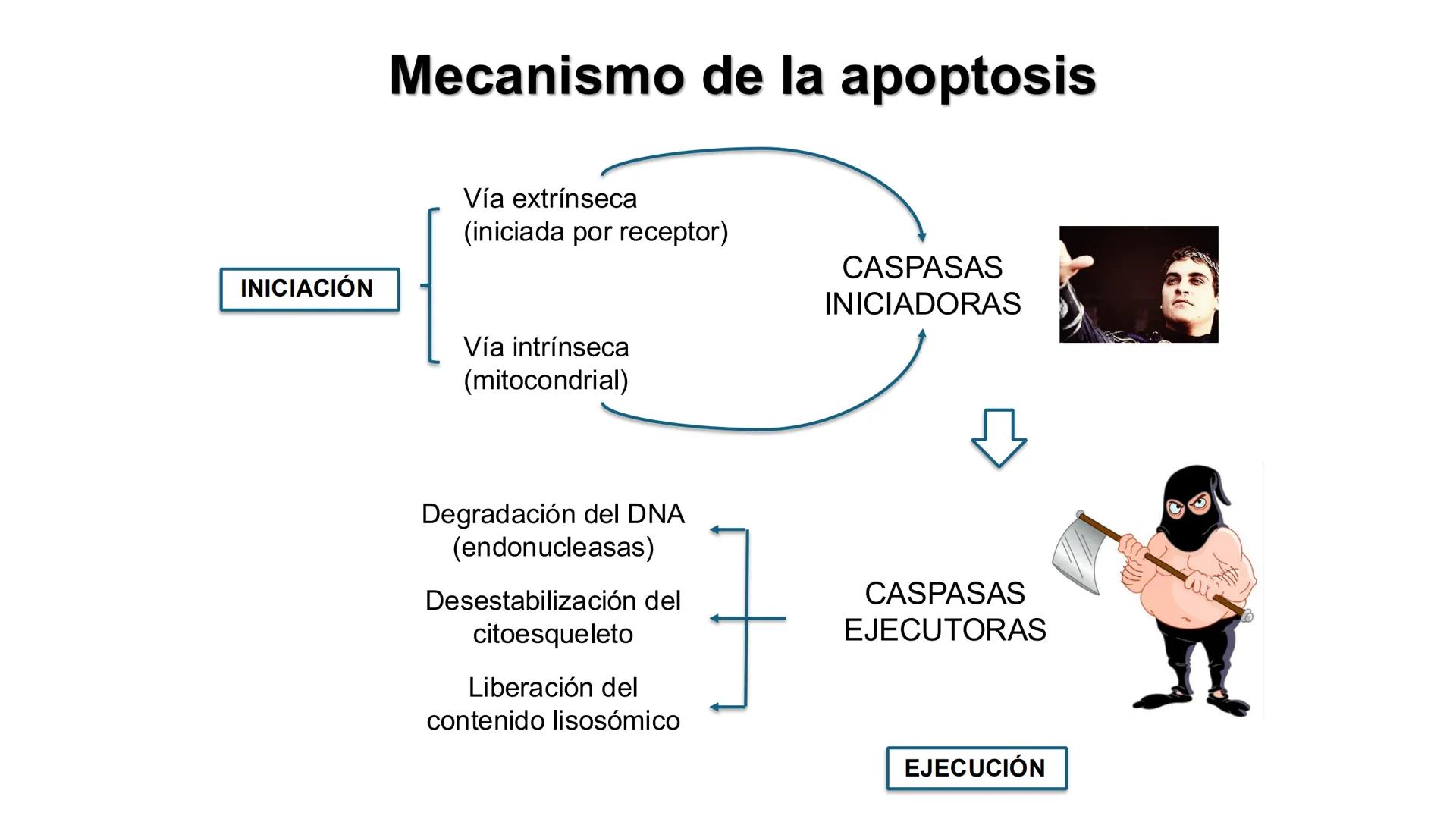 CITOESQUELETO Ribosoma
Retículo
endoplásmico
Membrana
celular
Filamentos
intermedios
Citoesqueleto
Mitocondria
Polisoma
Microtúbulo
Microfil