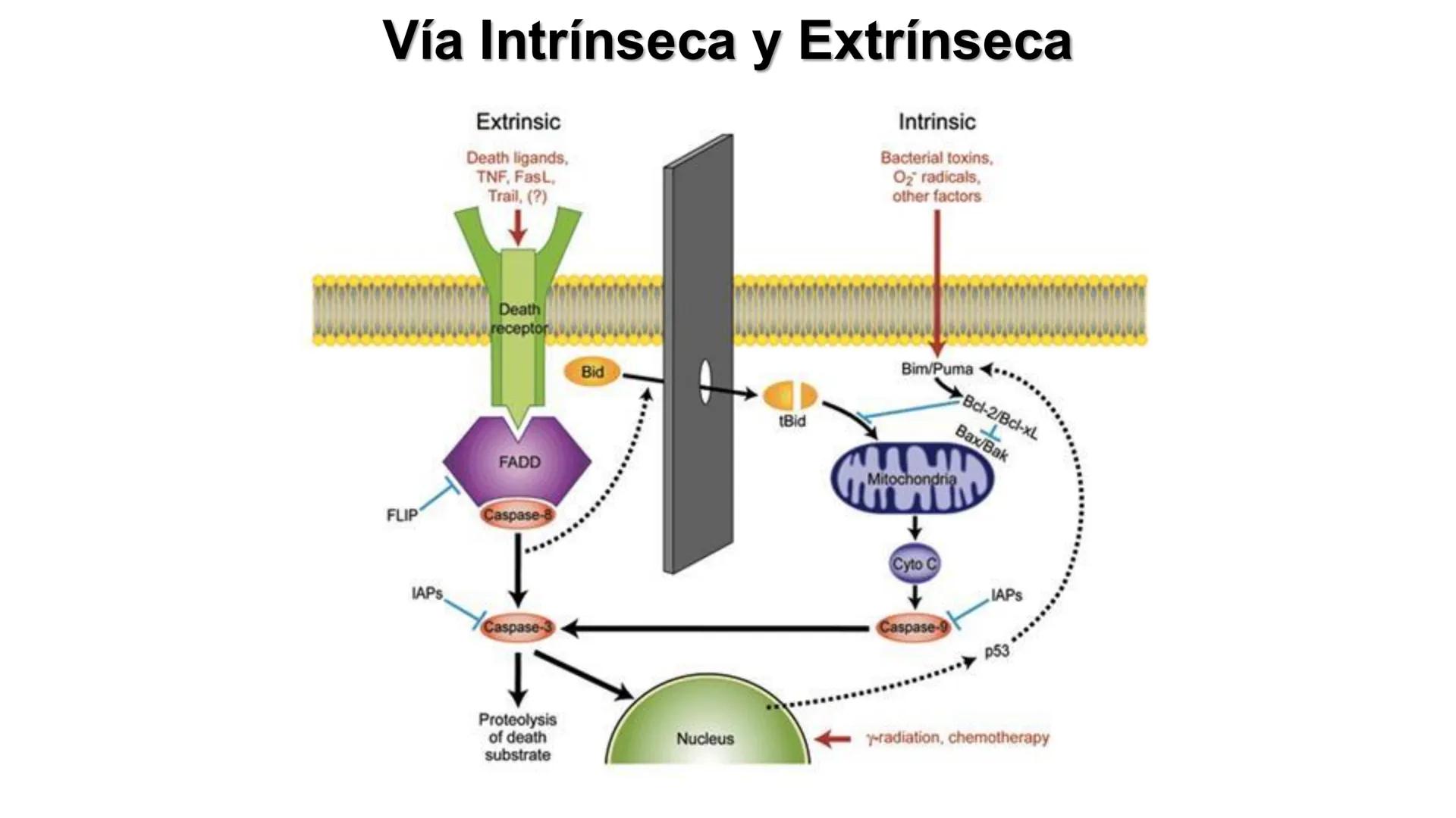 CITOESQUELETO Ribosoma
Retículo
endoplásmico
Membrana
celular
Filamentos
intermedios
Citoesqueleto
Mitocondria
Polisoma
Microtúbulo
Microfil