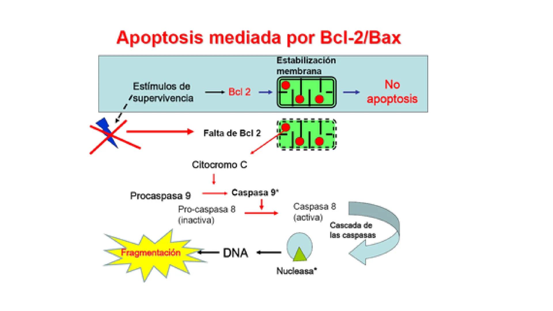 CITOESQUELETO Ribosoma
Retículo
endoplásmico
Membrana
celular
Filamentos
intermedios
Citoesqueleto
Mitocondria
Polisoma
Microtúbulo
Microfil