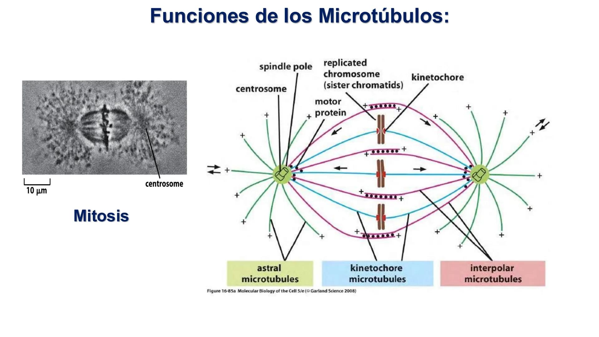 CITOESQUELETO Ribosoma
Retículo
endoplásmico
Membrana
celular
Filamentos
intermedios
Citoesqueleto
Mitocondria
Polisoma
Microtúbulo
Microfil