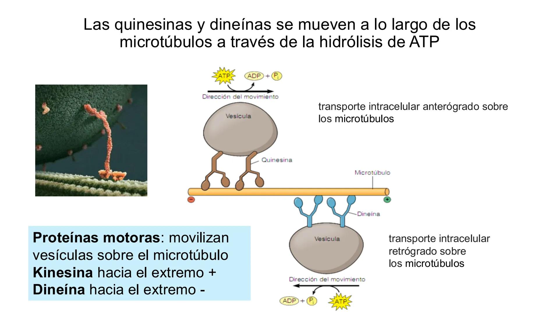 CITOESQUELETO Ribosoma
Retículo
endoplásmico
Membrana
celular
Filamentos
intermedios
Citoesqueleto
Mitocondria
Polisoma
Microtúbulo
Microfil