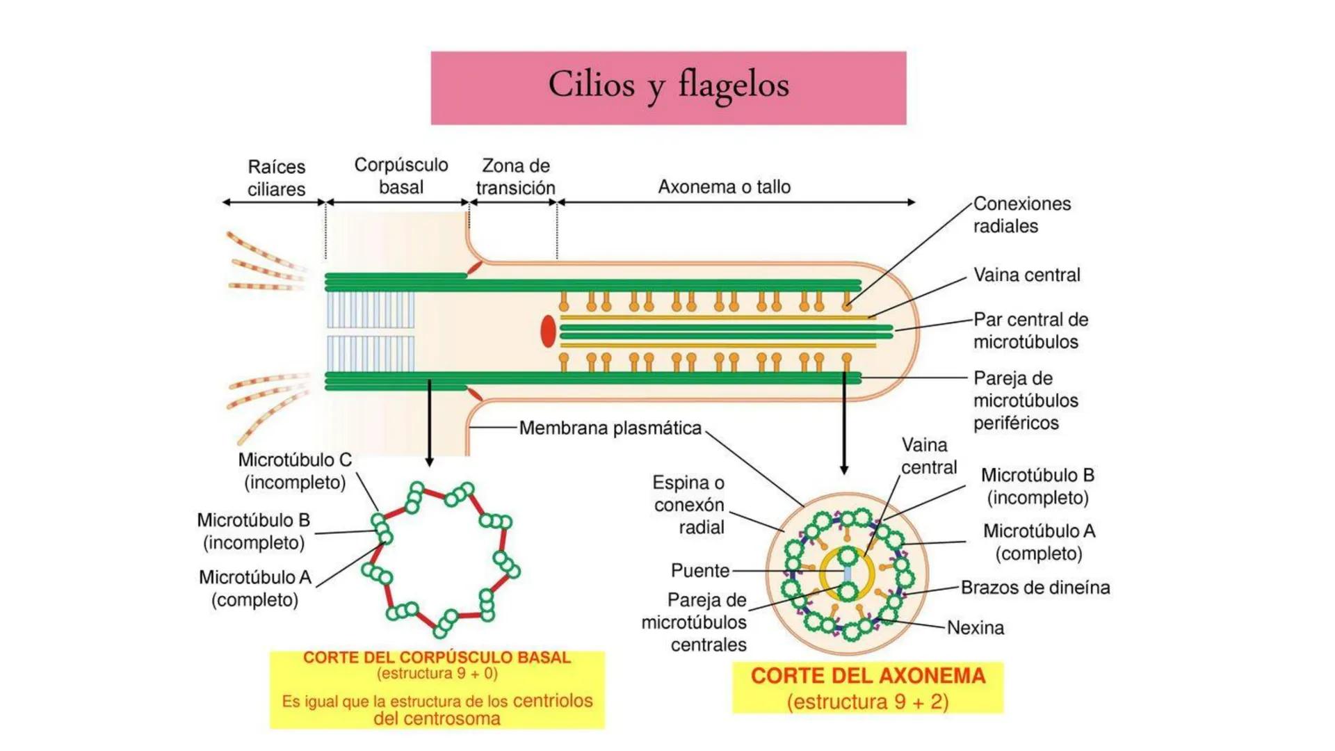 CITOESQUELETO Ribosoma
Retículo
endoplásmico
Membrana
celular
Filamentos
intermedios
Citoesqueleto
Mitocondria
Polisoma
Microtúbulo
Microfil