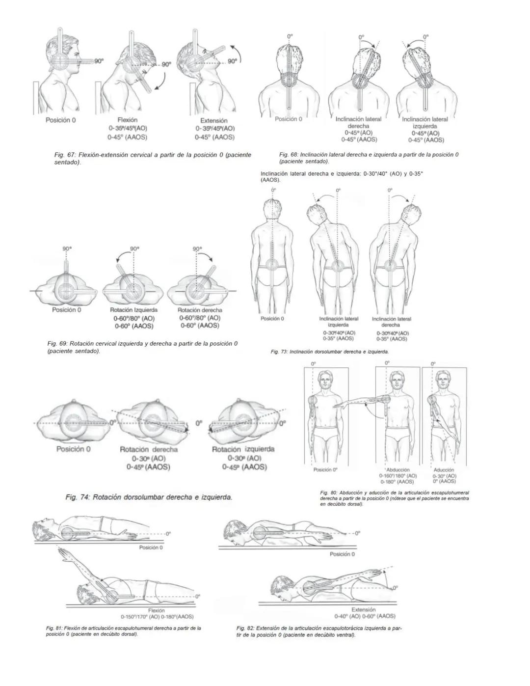 90°
90°
Posición 0
Flexión
0-35°/45° (AO)
0-45° (AAOS)
Extensión
0-35/45°(AO)
0-45° (AAOS)
Fig. 67: Flexión-extensión cervical a partir de l