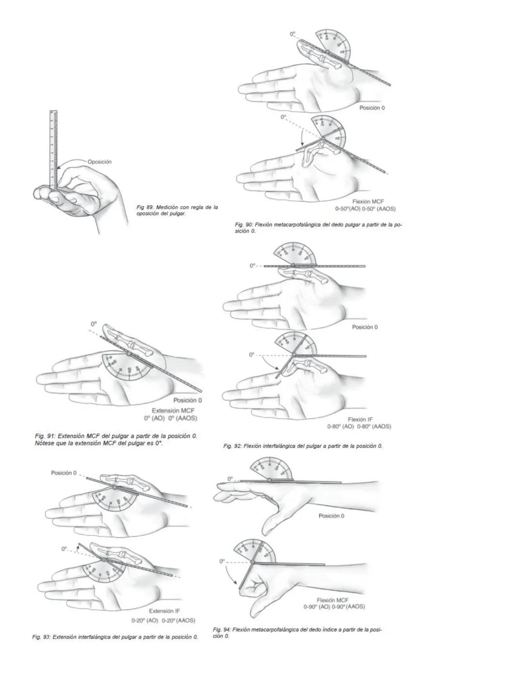 90°
90°
Posición 0
Flexión
0-35°/45° (AO)
0-45° (AAOS)
Extensión
0-35/45°(AO)
0-45° (AAOS)
Fig. 67: Flexión-extensión cervical a partir de l