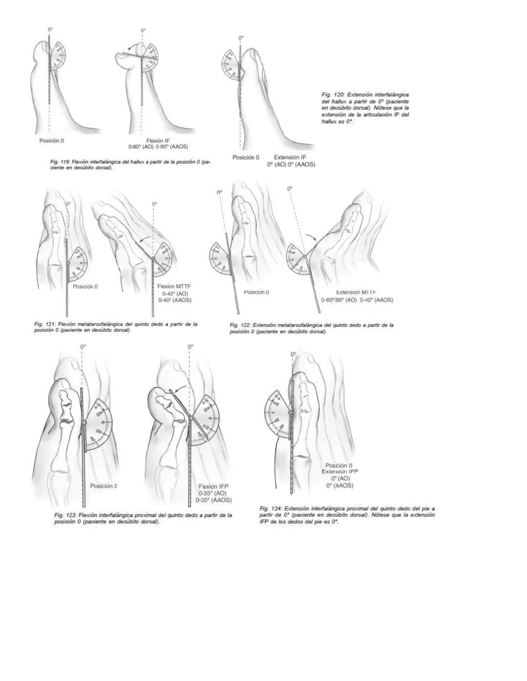 90°
90°
Posición 0
Flexión
0-35°/45° (AO)
0-45° (AAOS)
Extensión
0-35/45°(AO)
0-45° (AAOS)
Fig. 67: Flexión-extensión cervical a partir de l