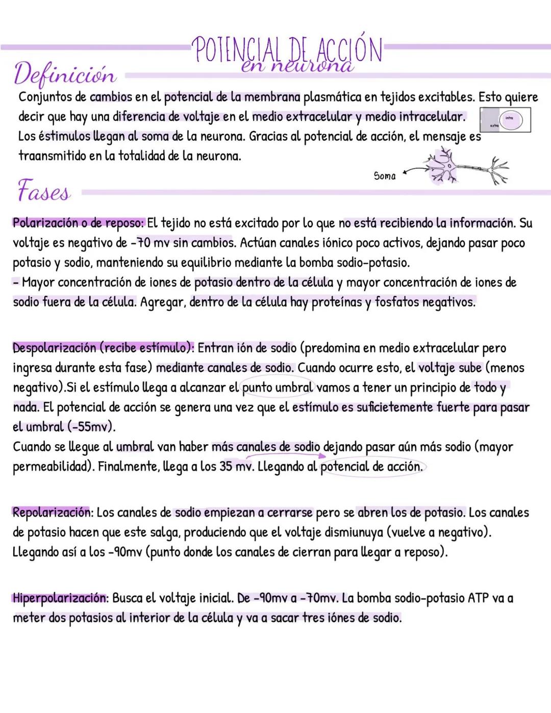 Definición
POTENCIAL DE ACCIÓN
neurona
Conjuntos de cambios en el potencial de la membrana plasmática en tejidos excitables. Esto quiere
dec