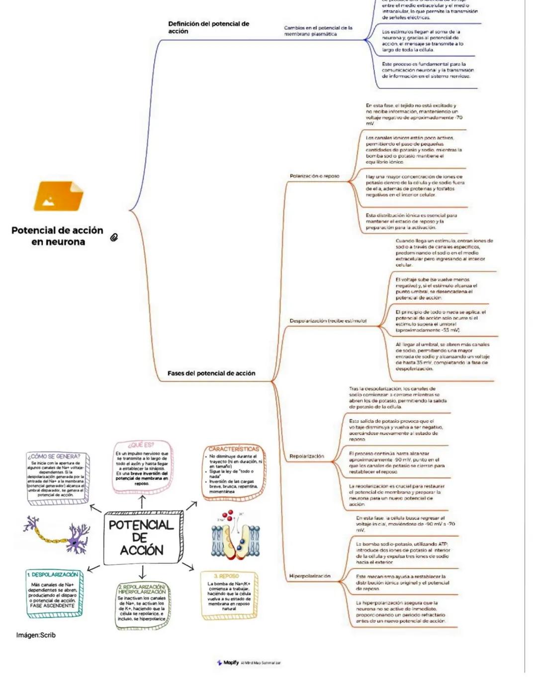 Definición
POTENCIAL DE ACCIÓN
neurona
Conjuntos de cambios en el potencial de la membrana plasmática en tejidos excitables. Esto quiere
dec