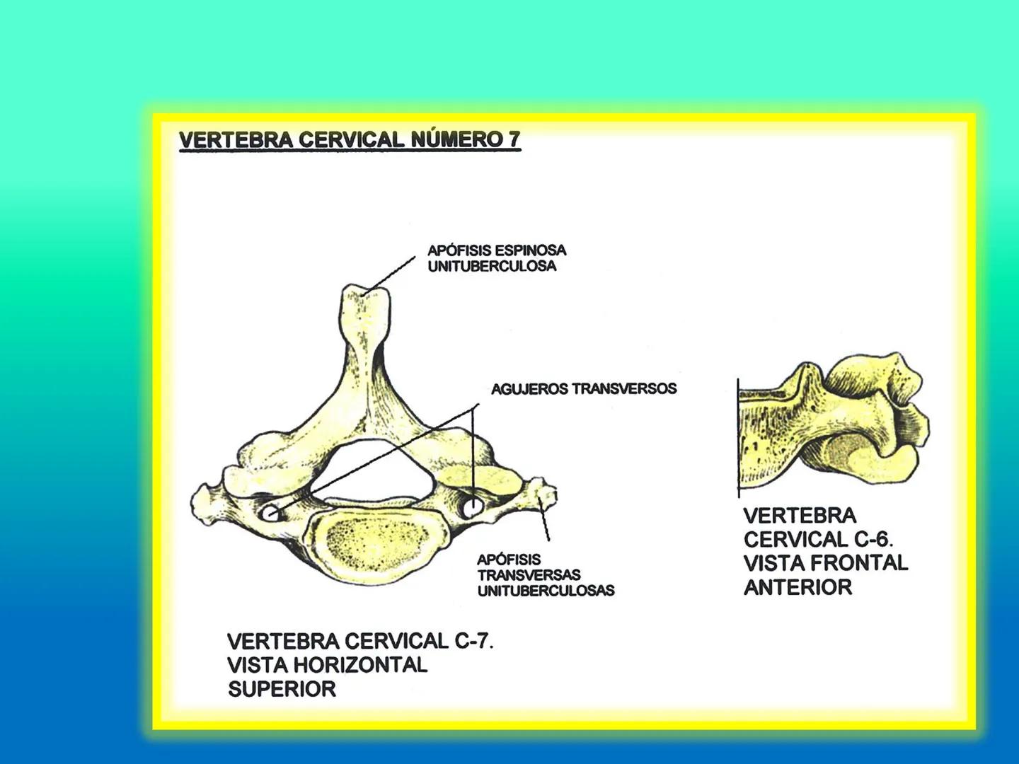# OSTEOLOGíA DE LA
COLUMNA
VERTEBRAL
KLGO. HUGO LOPEZ PERIC. # Posture Analysis
This image shows a posture analysis with numbered points