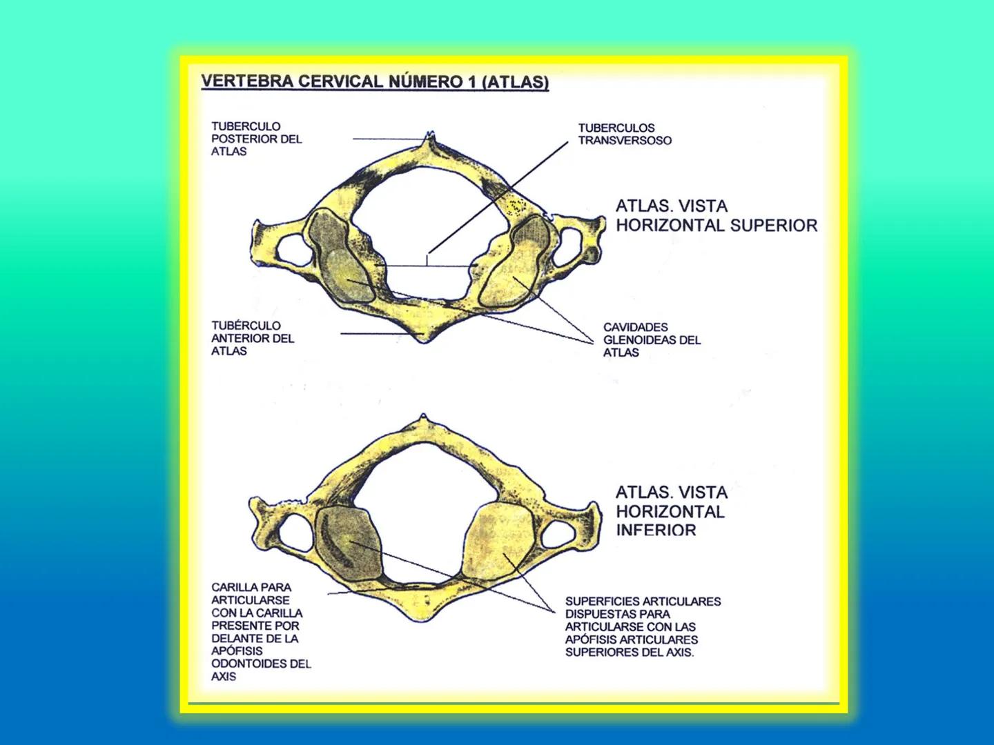 # OSTEOLOGíA DE LA
COLUMNA
VERTEBRAL
KLGO. HUGO LOPEZ PERIC. # Posture Analysis
This image shows a posture analysis with numbered points