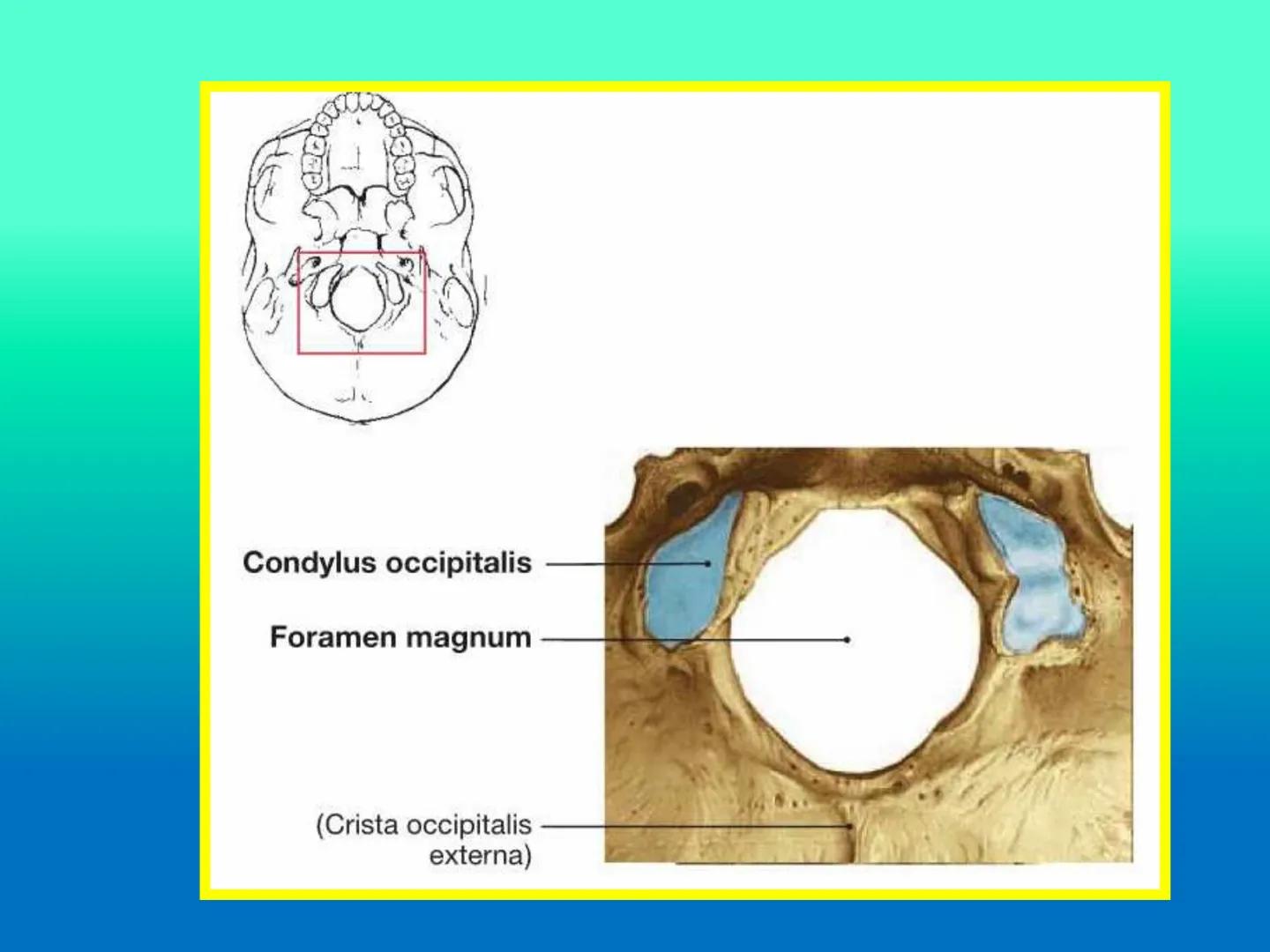 # OSTEOLOGíA DE LA
COLUMNA
VERTEBRAL
KLGO. HUGO LOPEZ PERIC. # Posture Analysis
This image shows a posture analysis with numbered points