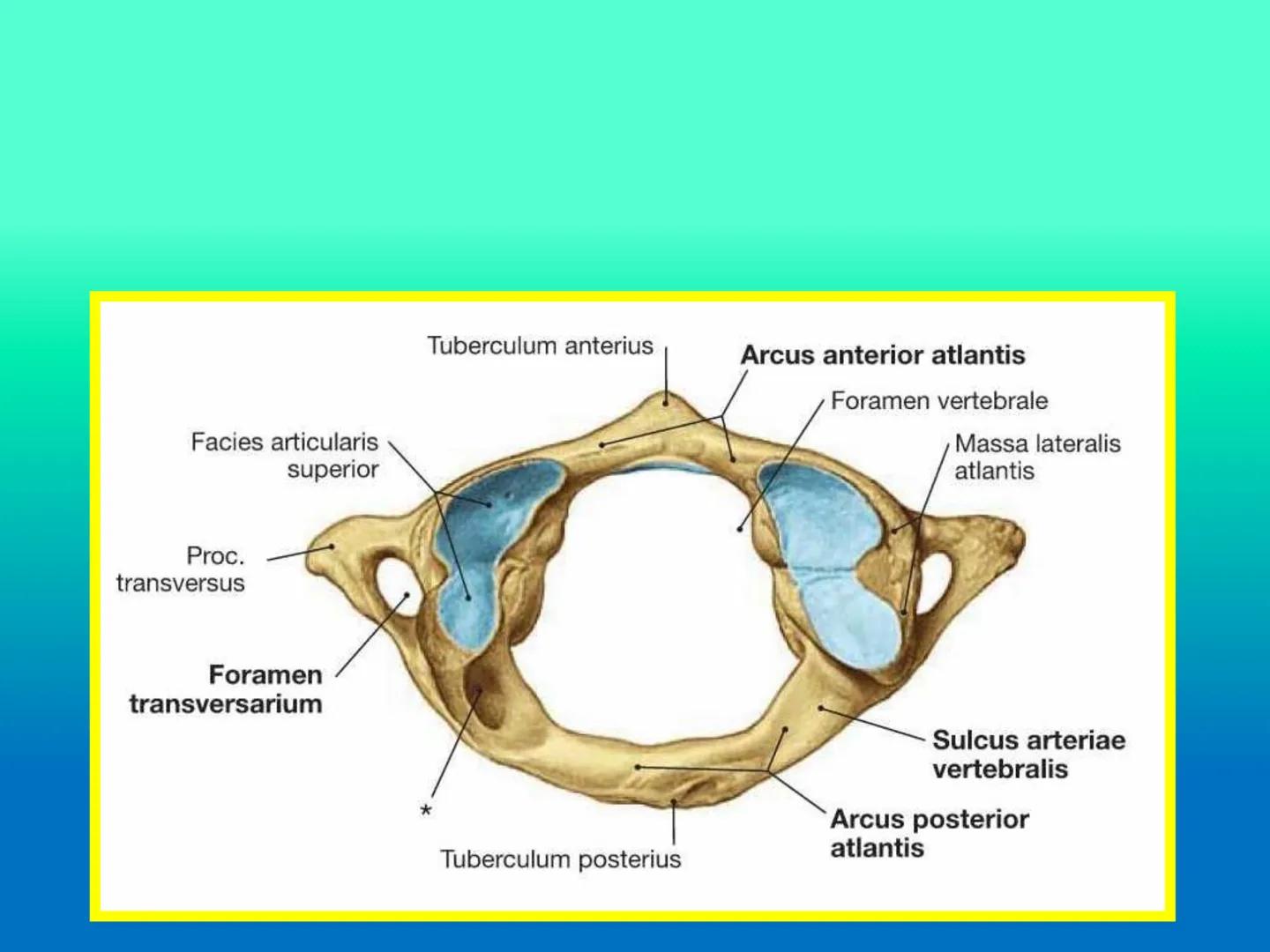 # OSTEOLOGíA DE LA
COLUMNA
VERTEBRAL
KLGO. HUGO LOPEZ PERIC. # Posture Analysis
This image shows a posture analysis with numbered points