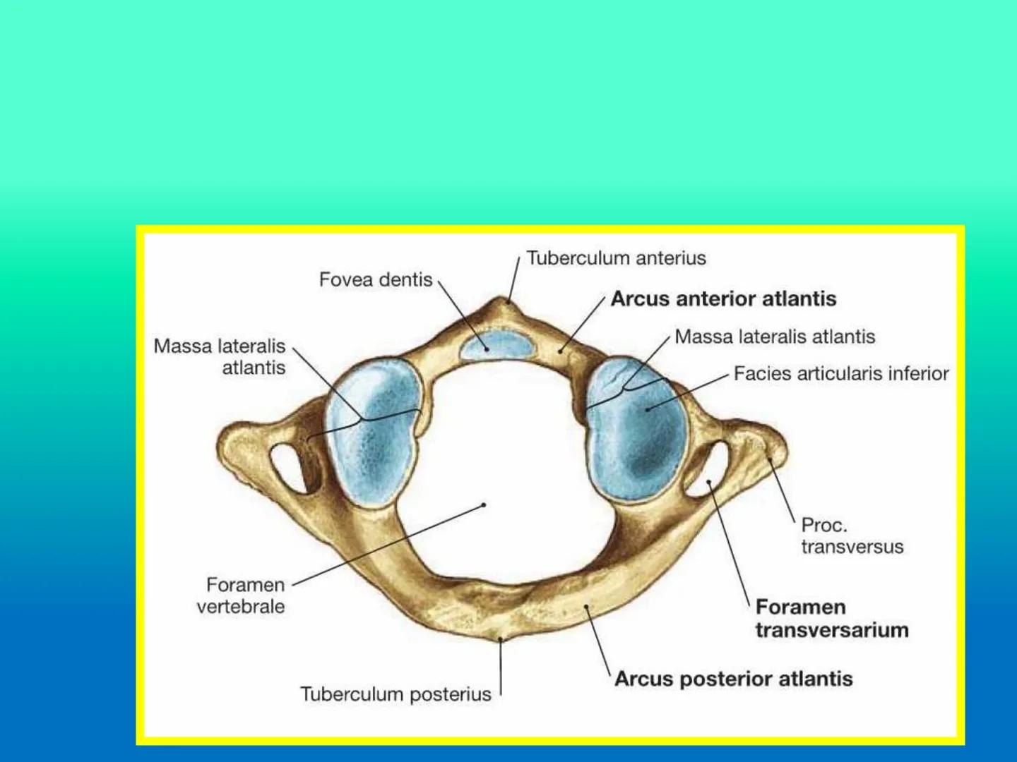 # OSTEOLOGíA DE LA
COLUMNA
VERTEBRAL
KLGO. HUGO LOPEZ PERIC. # Posture Analysis
This image shows a posture analysis with numbered points