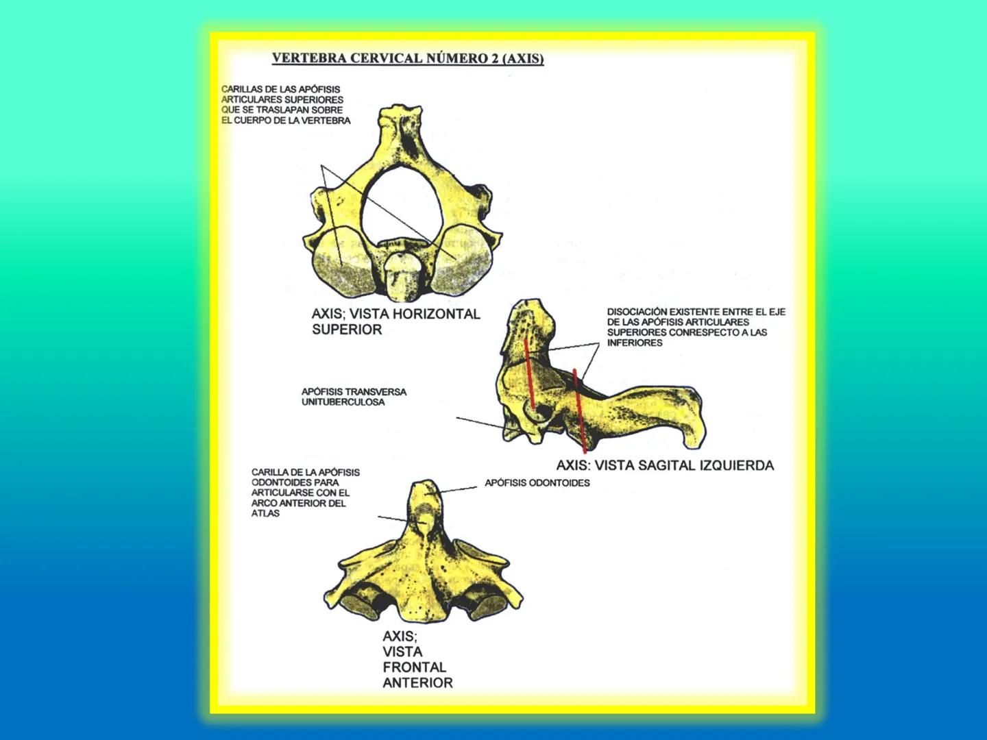 # OSTEOLOGíA DE LA
COLUMNA
VERTEBRAL
KLGO. HUGO LOPEZ PERIC. # Posture Analysis
This image shows a posture analysis with numbered points