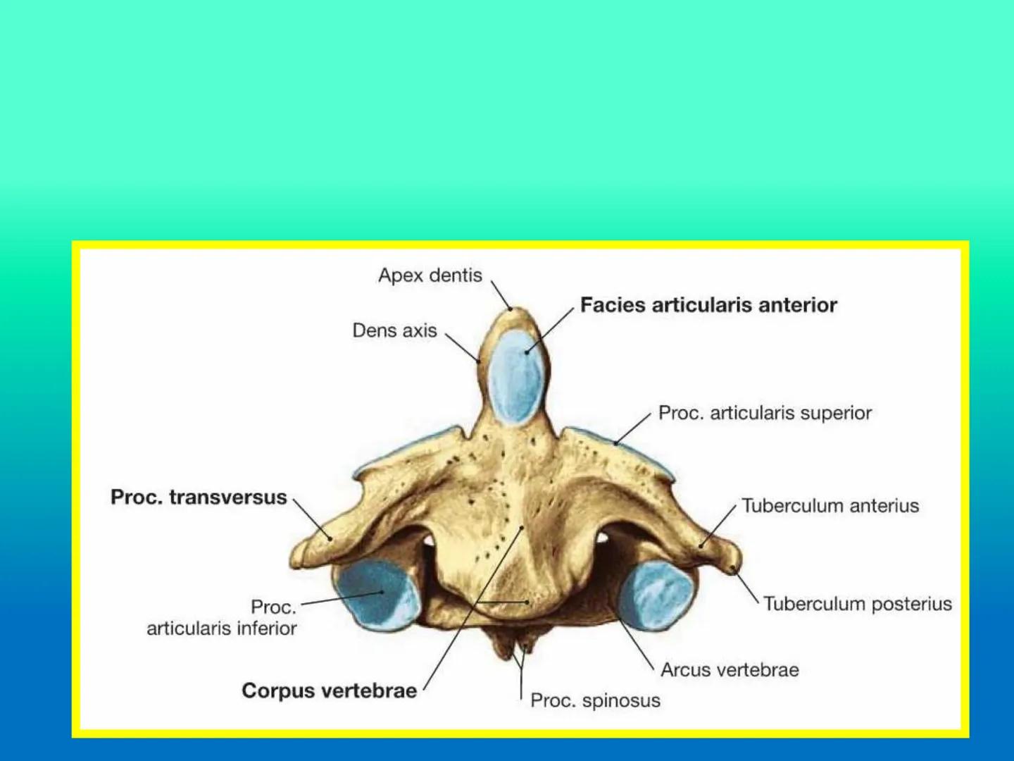 # OSTEOLOGíA DE LA
COLUMNA
VERTEBRAL
KLGO. HUGO LOPEZ PERIC. # Posture Analysis
This image shows a posture analysis with numbered points