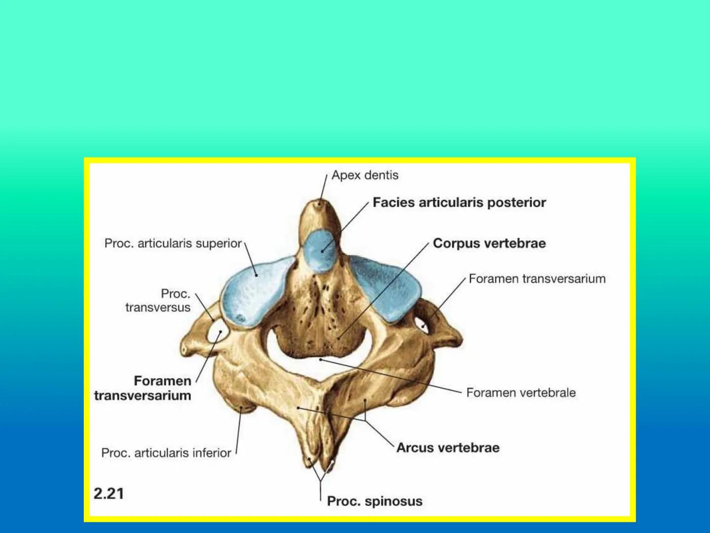 # OSTEOLOGíA DE LA
COLUMNA
VERTEBRAL
KLGO. HUGO LOPEZ PERIC. # Posture Analysis
This image shows a posture analysis with numbered points