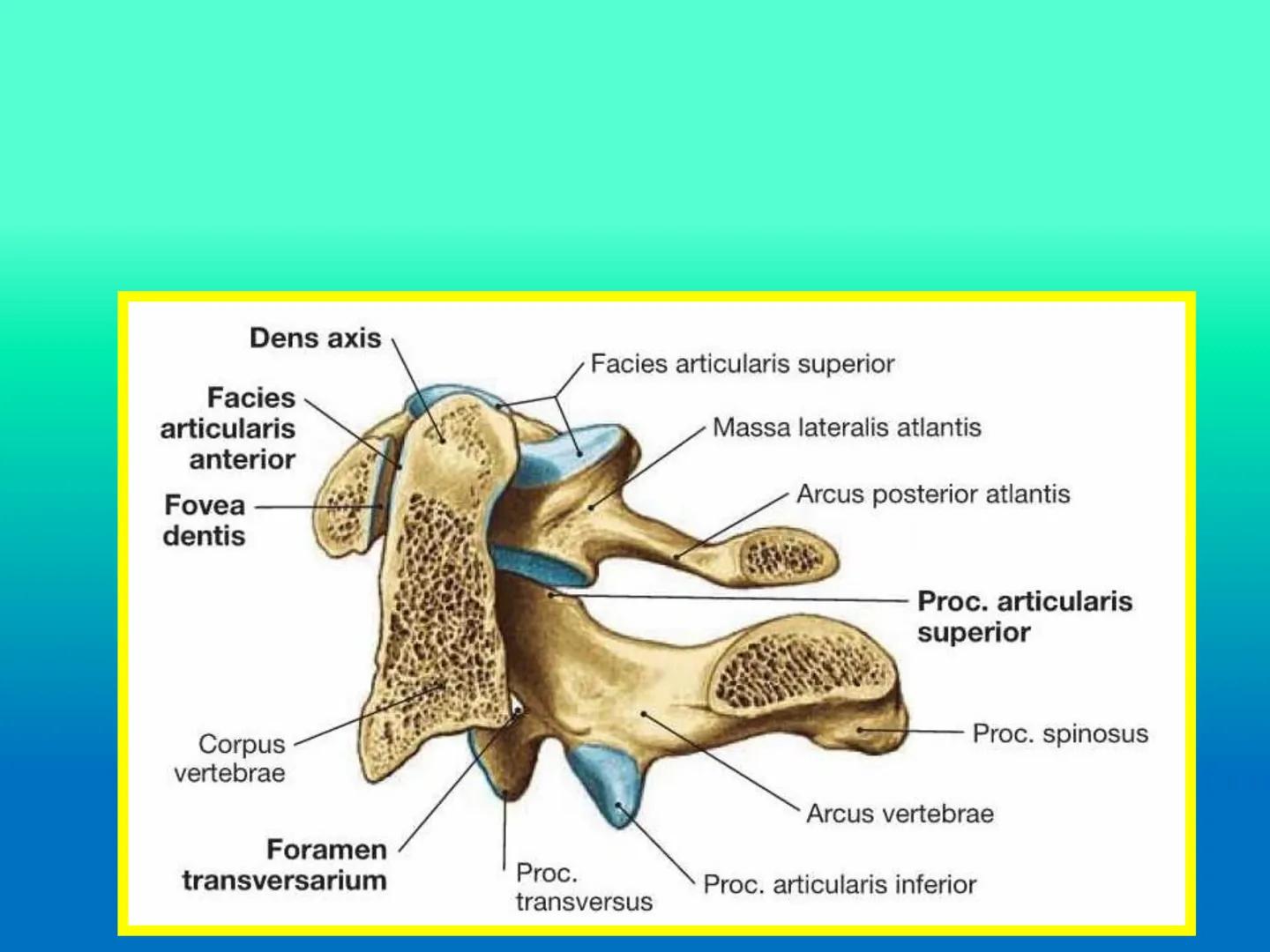 # OSTEOLOGíA DE LA
COLUMNA
VERTEBRAL
KLGO. HUGO LOPEZ PERIC. # Posture Analysis
This image shows a posture analysis with numbered points
