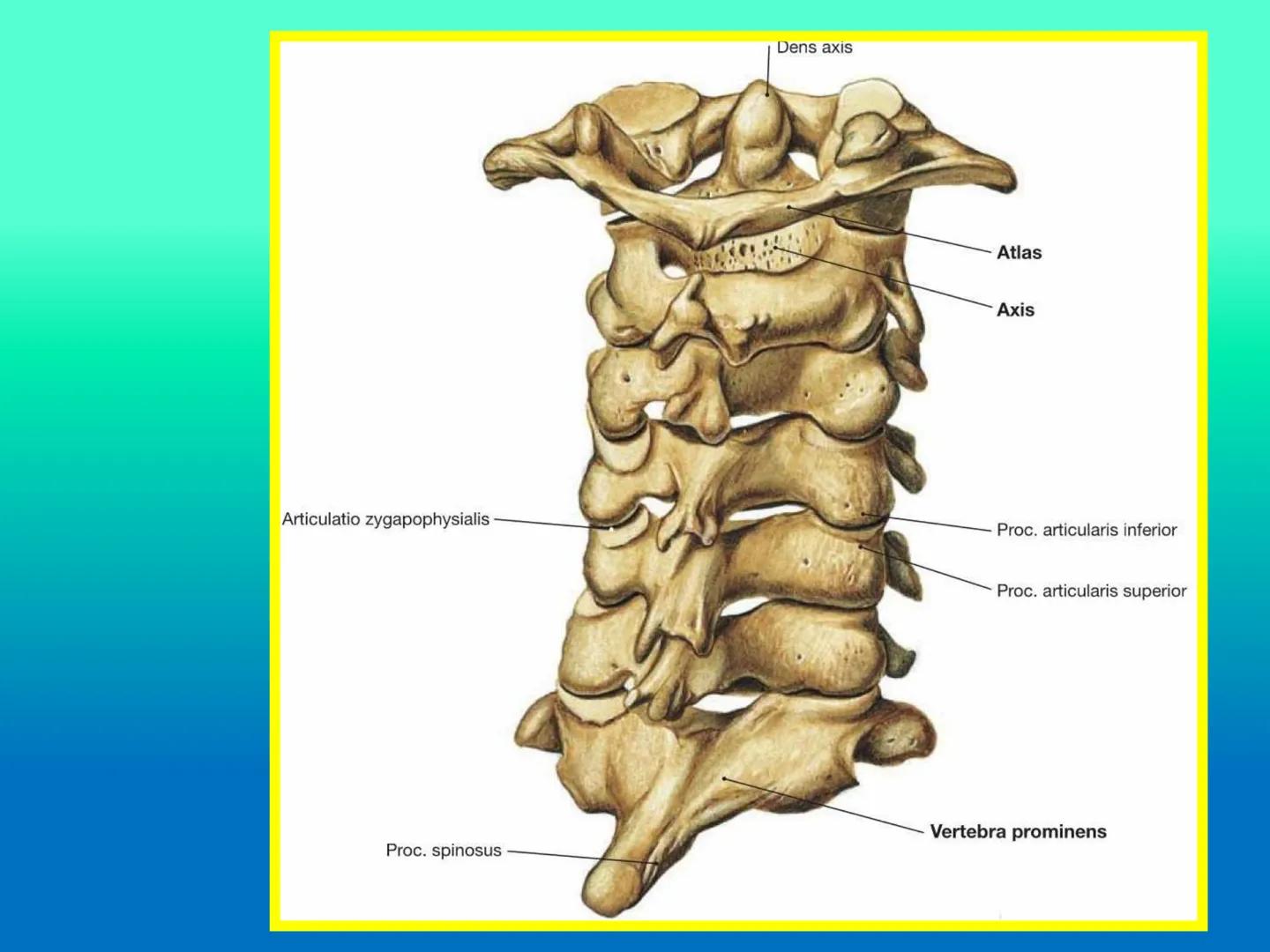 # OSTEOLOGíA DE LA
COLUMNA
VERTEBRAL
KLGO. HUGO LOPEZ PERIC. # Posture Analysis
This image shows a posture analysis with numbered points
