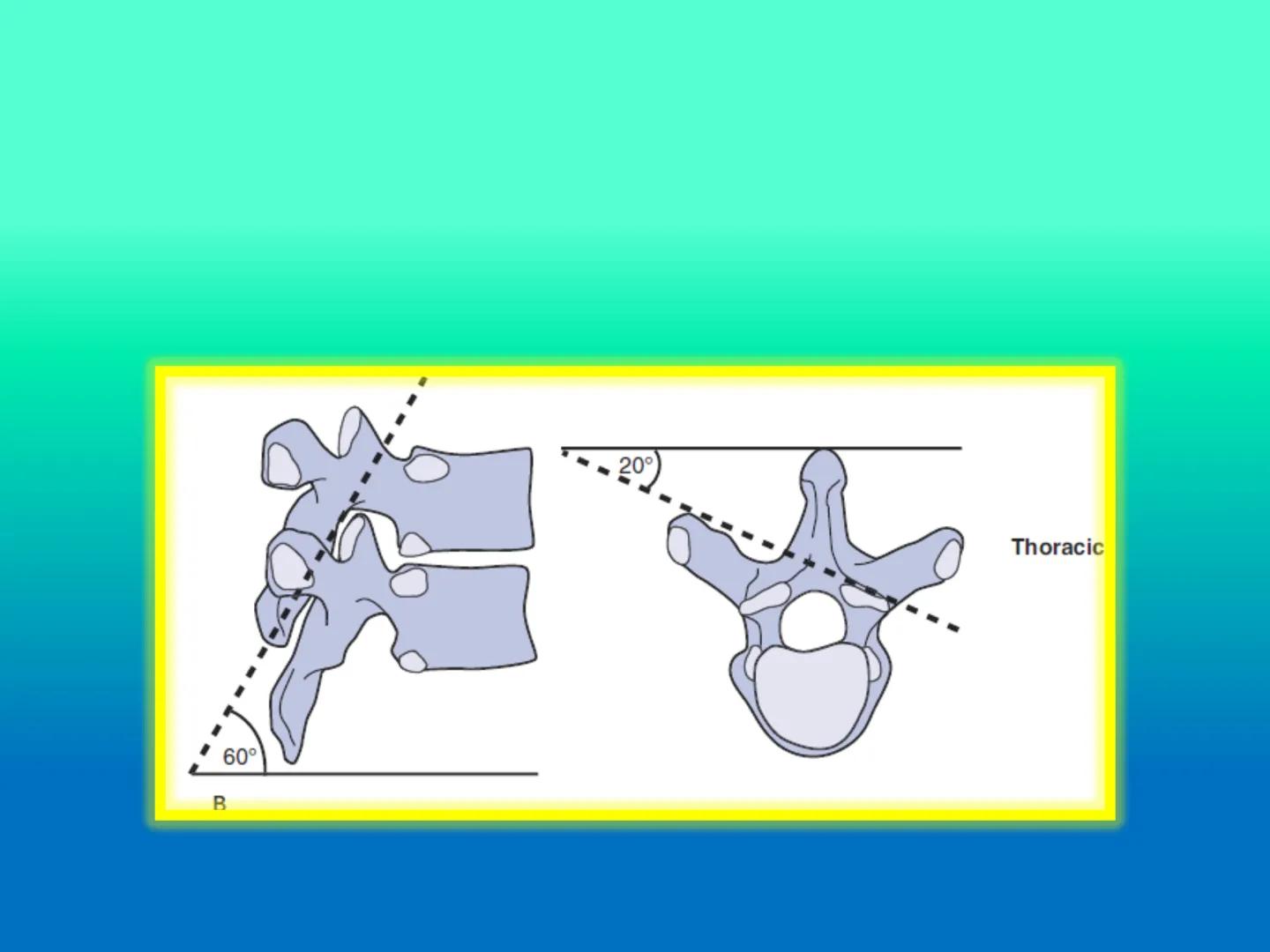 # OSTEOLOGíA DE LA
COLUMNA
VERTEBRAL
KLGO. HUGO LOPEZ PERIC. # Posture Analysis
This image shows a posture analysis with numbered points