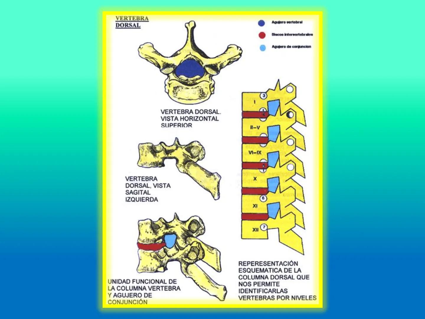 # OSTEOLOGíA DE LA
COLUMNA
VERTEBRAL
KLGO. HUGO LOPEZ PERIC. # Posture Analysis
This image shows a posture analysis with numbered points