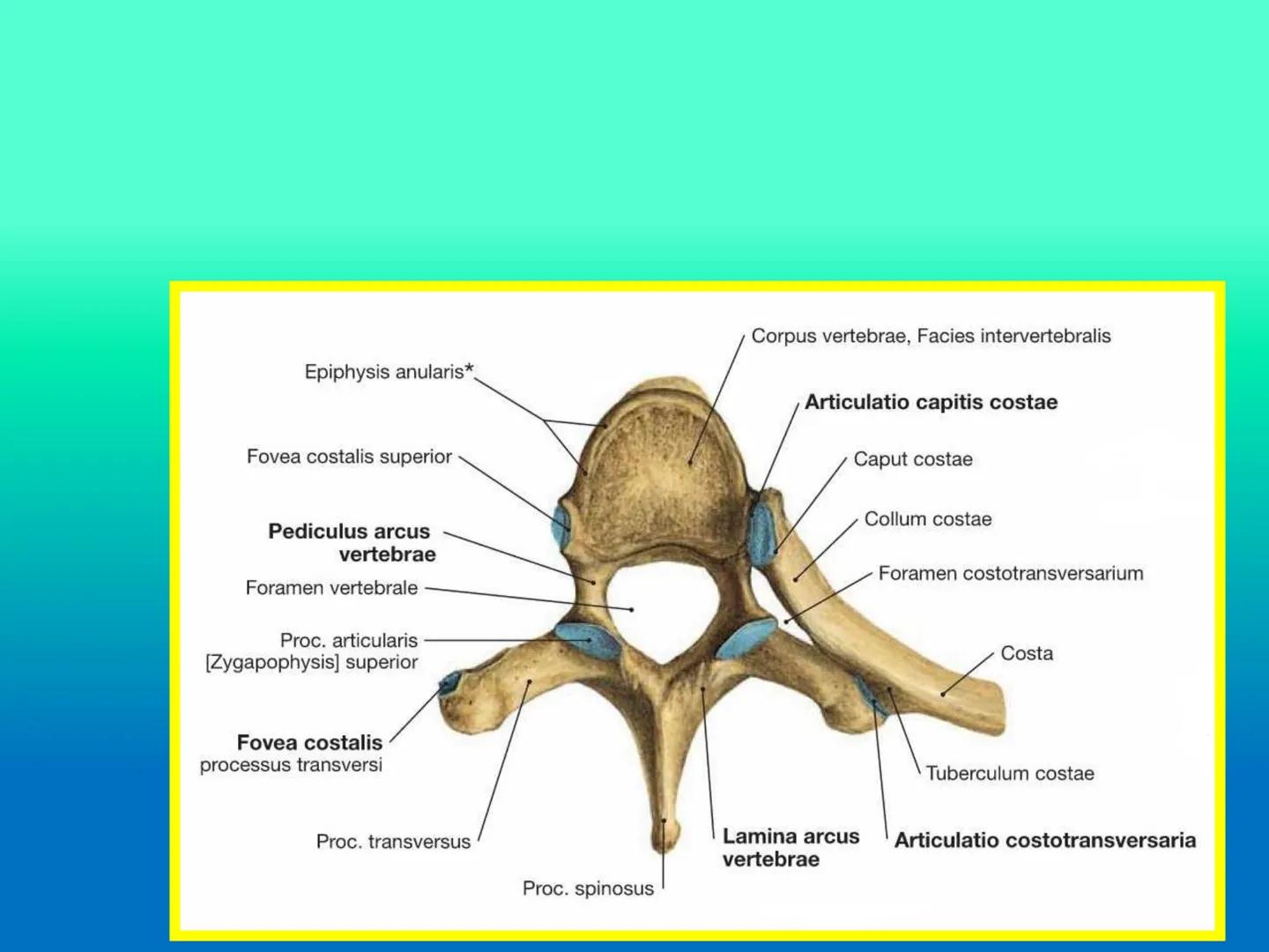 # OSTEOLOGíA DE LA
COLUMNA
VERTEBRAL
KLGO. HUGO LOPEZ PERIC. # Posture Analysis
This image shows a posture analysis with numbered points